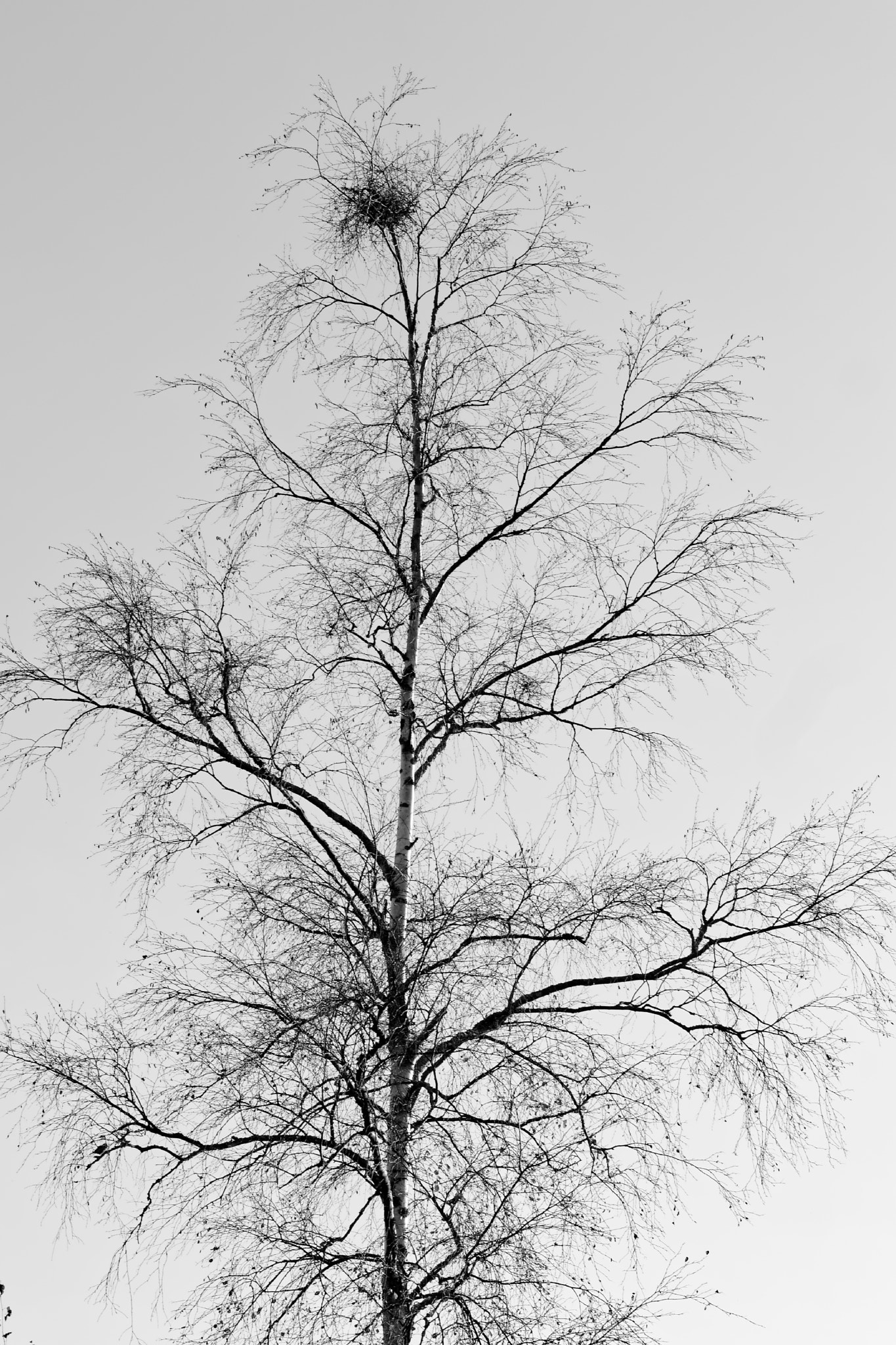 NX 45mm F1.8 [T6] 2D/3D sample photo. Tree photography