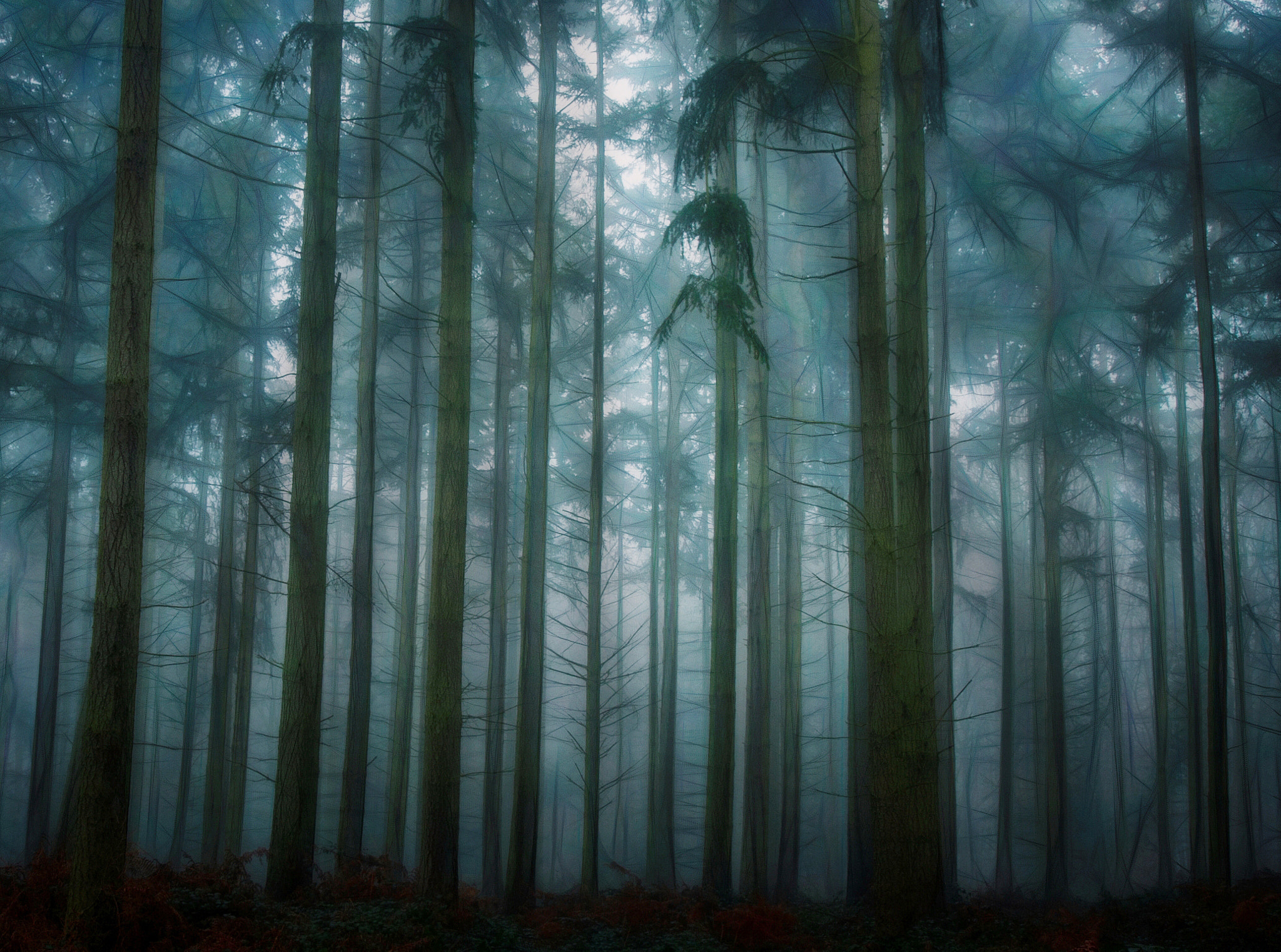 Canon EOS 30D + Canon EF 17-40mm F4L USM sample photo. Misty pine woodlands photography