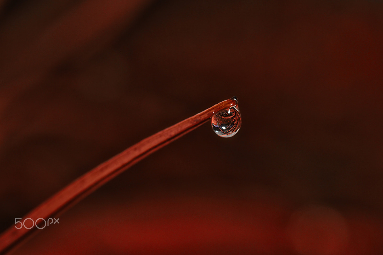 Canon EOS 7D + Canon EF 100mm F2.8L Macro IS USM sample photo. Art of red photography