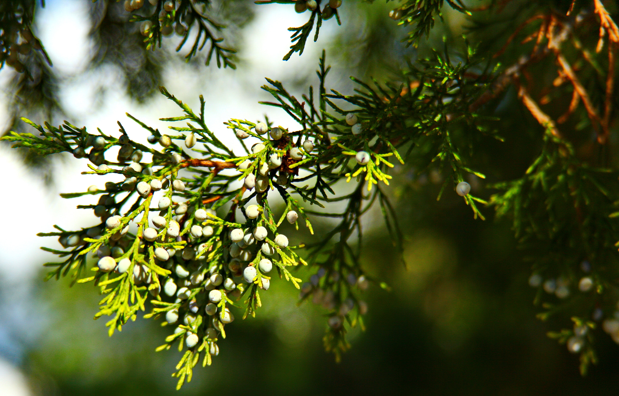 Canon EF 28-200mm F3.5-5.6 USM sample photo. Зелень photography