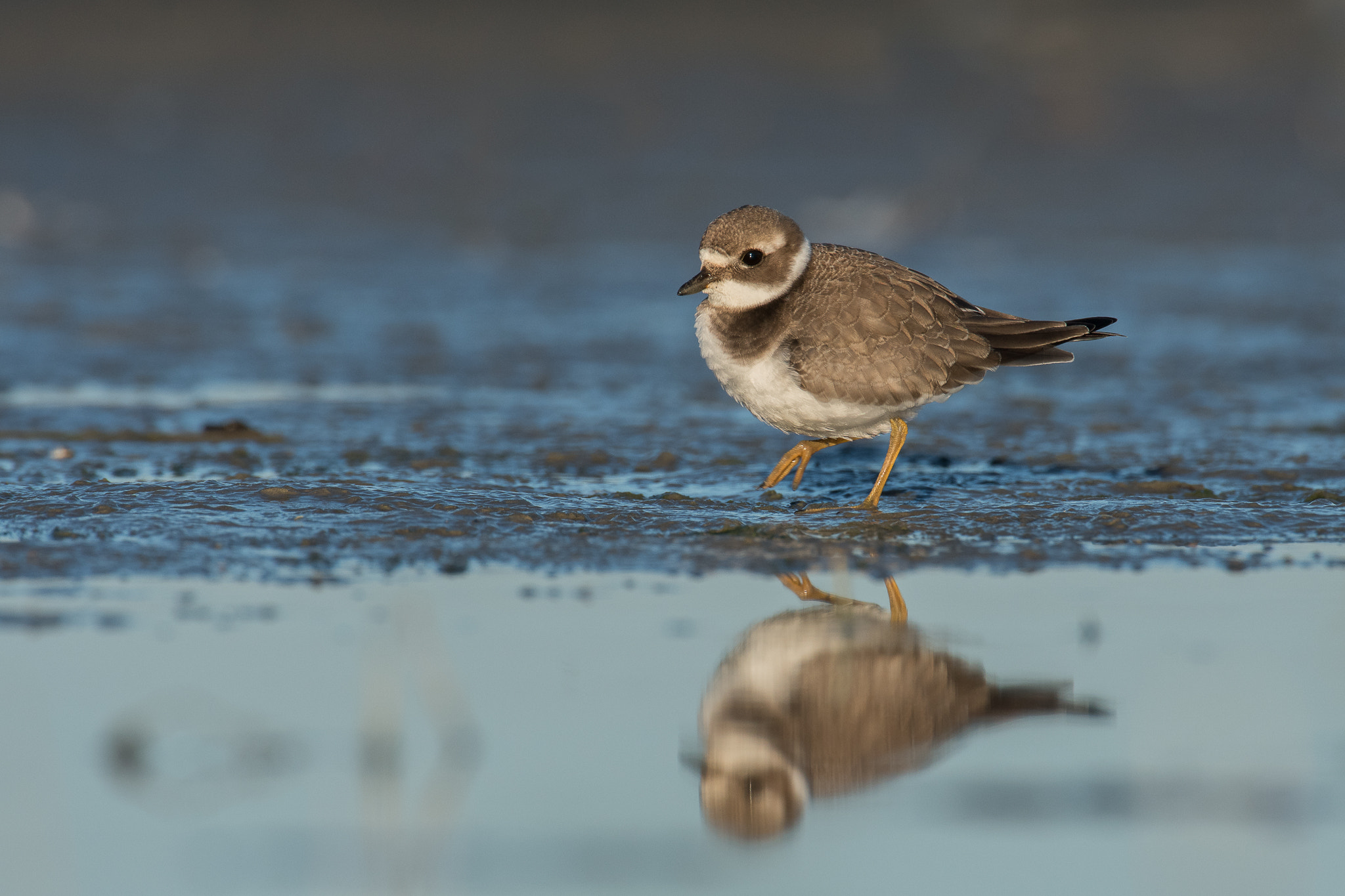 Nikon AF-S Nikkor 200-400mm F4G ED-IF VR sample photo. Common ringed plover photography