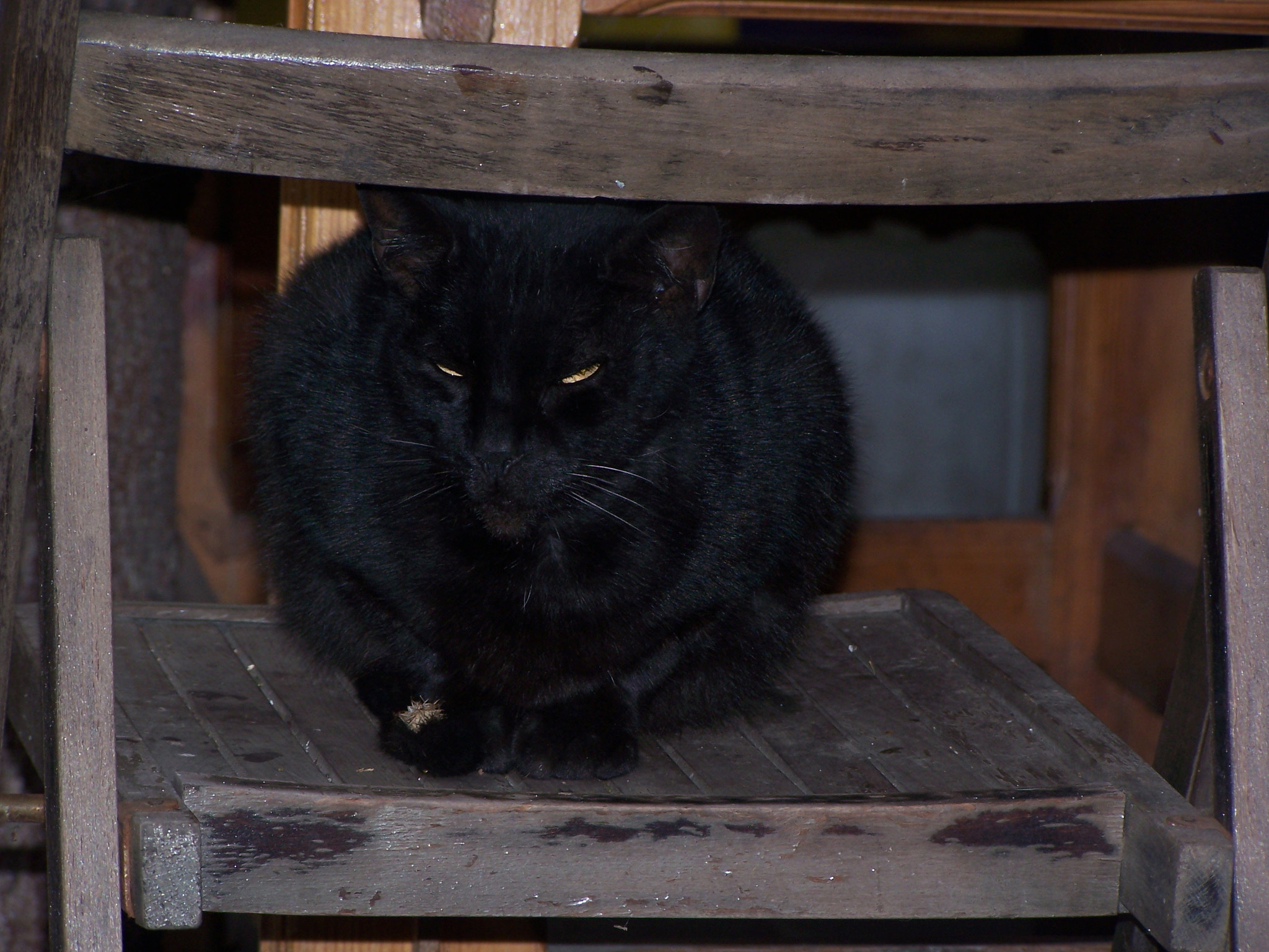 Kodak DX7590 ZOOM DIGITAL CAMERA sample photo. A black cat photography