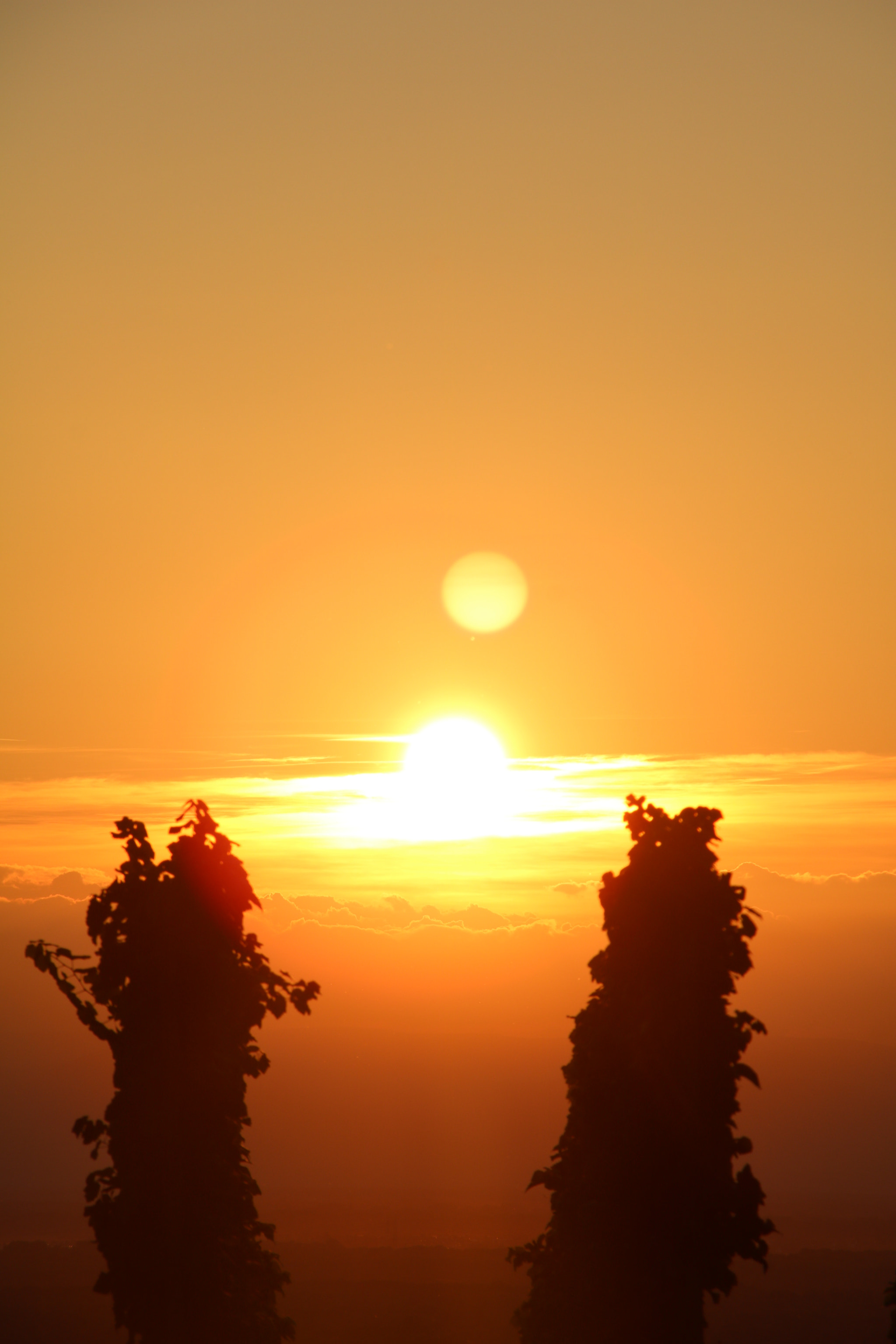 Canon EOS 750D (EOS Rebel T6i / EOS Kiss X8i) + Canon TS-E 90mm F2.8 Tilt-Shift sample photo. Sunrise in the vines photography