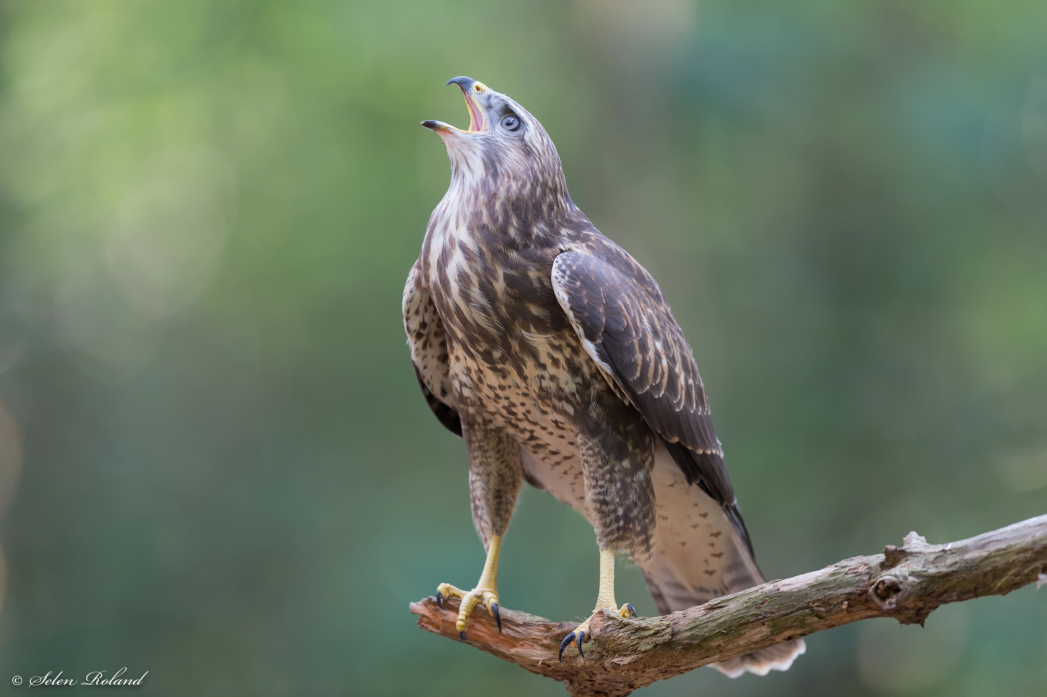 Nikon D4 + Nikon AF-S Nikkor 500mm F4G ED VR sample photo. Buizerd - buzzard photography