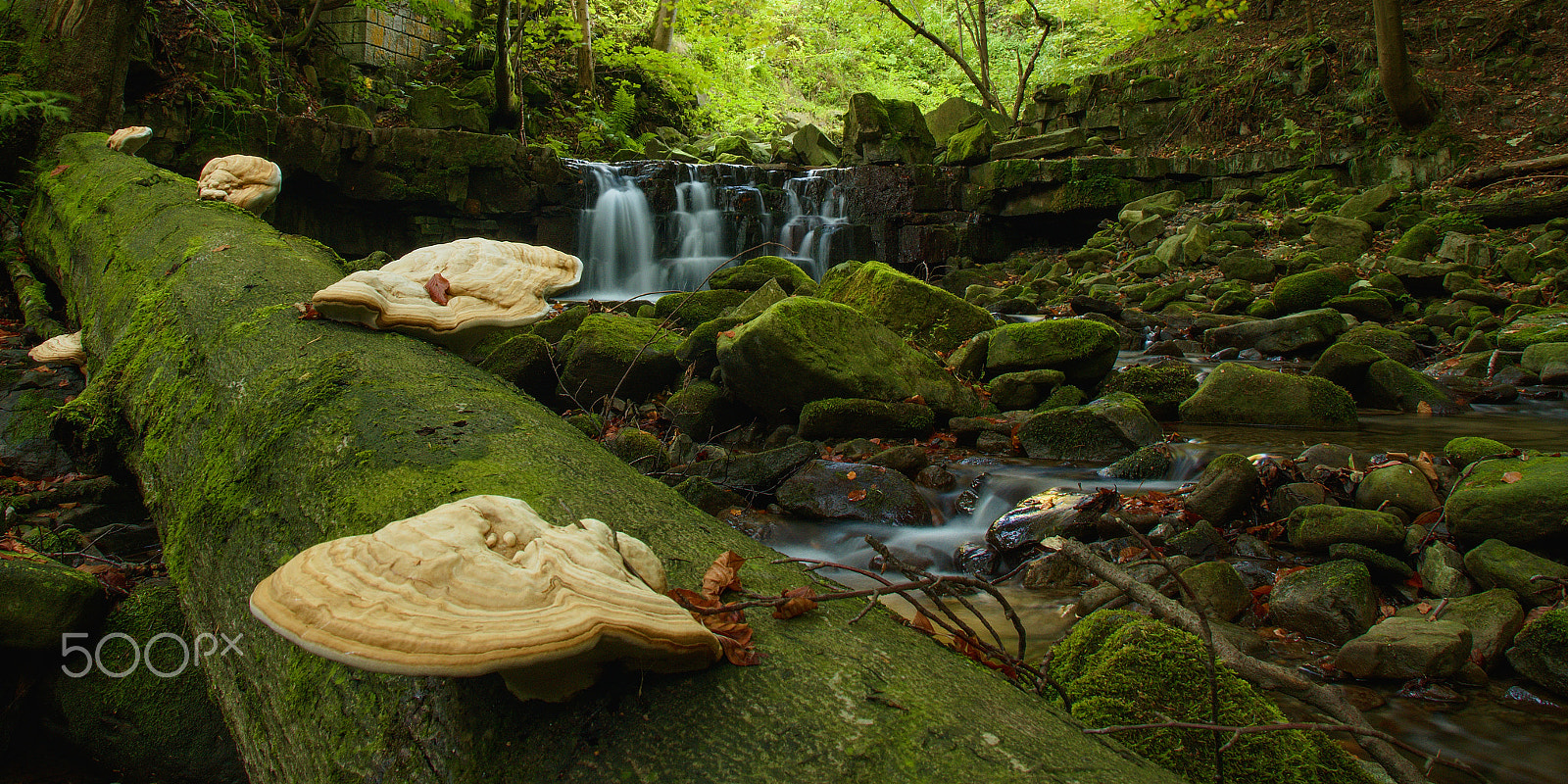 18.00 - 200.00 mm f/3.5 - 6.3 sample photo. Mushrooms photography