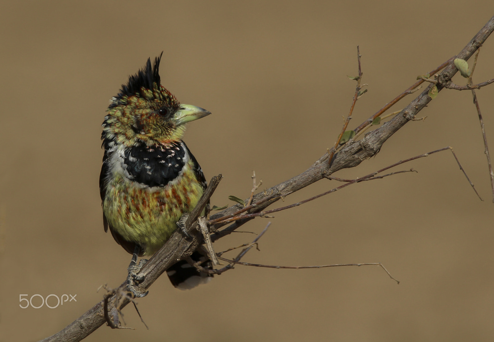 Canon EOS 100D (EOS Rebel SL1 / EOS Kiss X7) + Sigma 150-600mm F5-6.3 DG OS HSM | C sample photo. Crested barbet photography