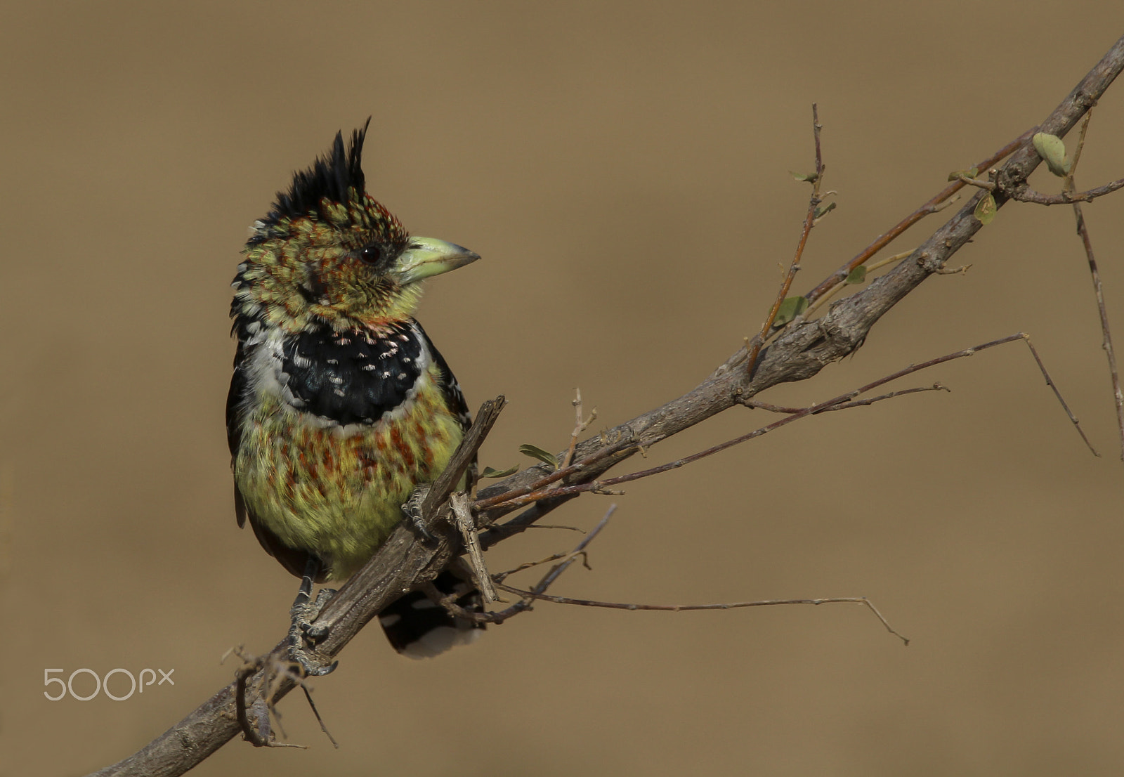 Sigma 150-600mm F5-6.3 DG OS HSM | C sample photo. Crested barbet photography