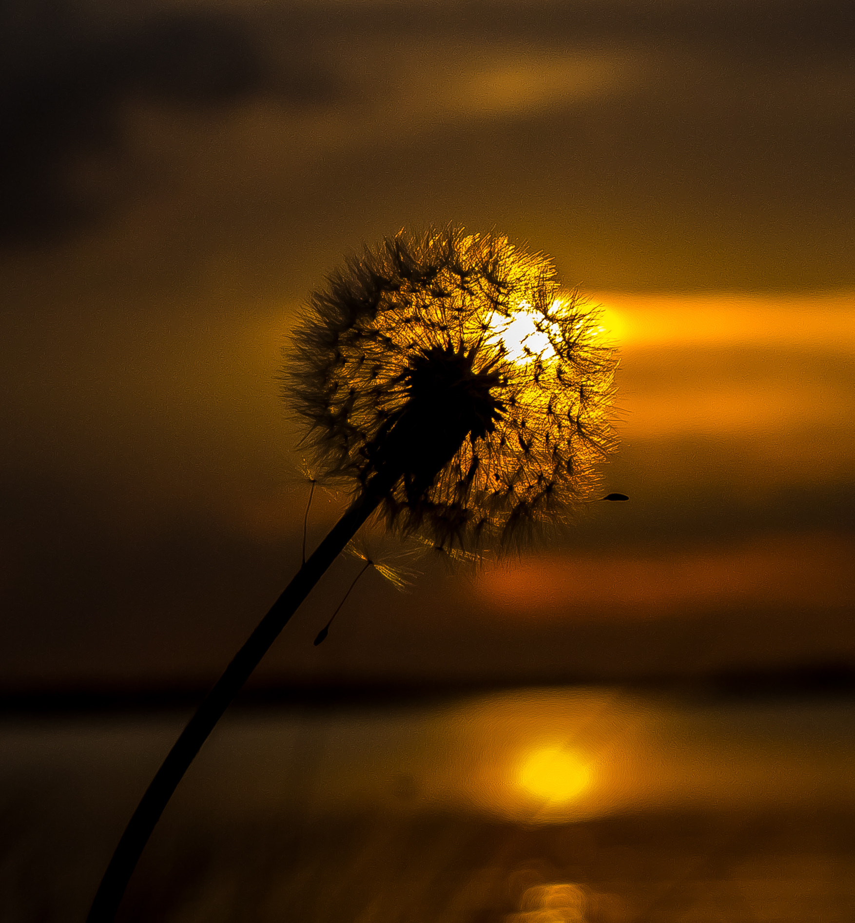 Panasonic Lumix DMC-G3 sample photo. Dandelion photography