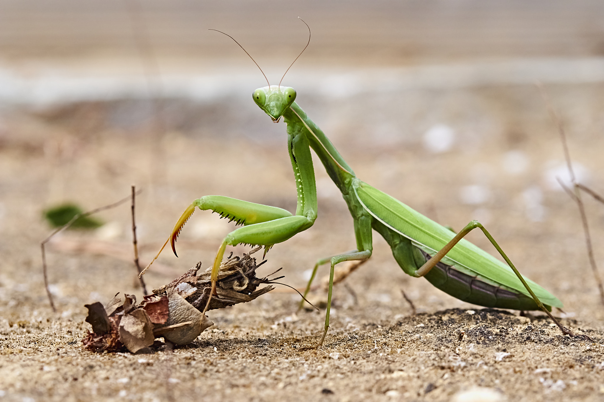 Olympus M.Zuiko Digital ED 60mm F2.8 Macro sample photo. Praying mantis photography