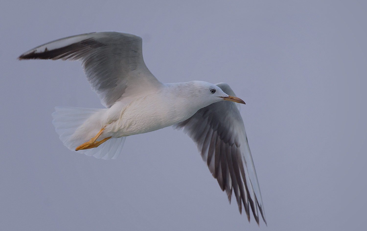 Nikon D7000 + Nikon AF-S Nikkor 500mm F4G ED VR sample photo. Slender billed gull photography