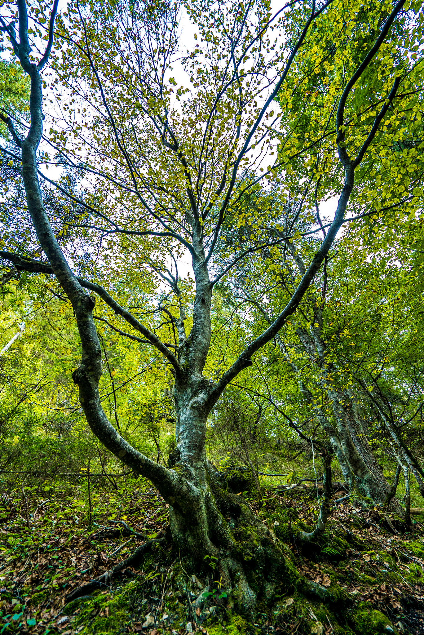 Sony a7S II + Sony Vario-Tessar T* FE 16-35mm F4 ZA OSS sample photo. Lago di tovel photography