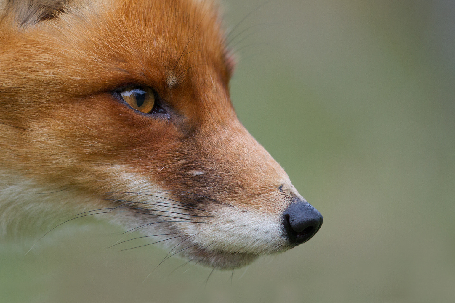 Canon EF 300mm F2.8L IS II USM sample photo. Staring photography