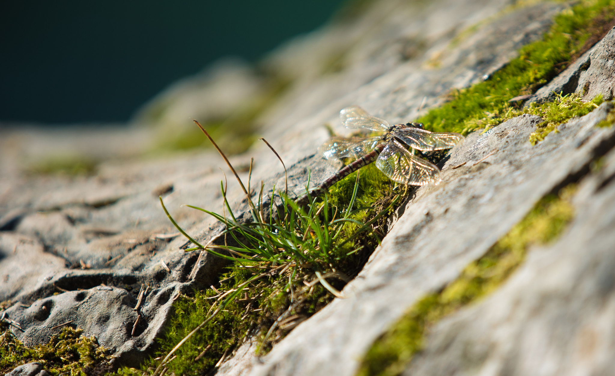 Sony a7S II + Canon EF 70-200mm F2.8L USM sample photo. Lago di tovel photography