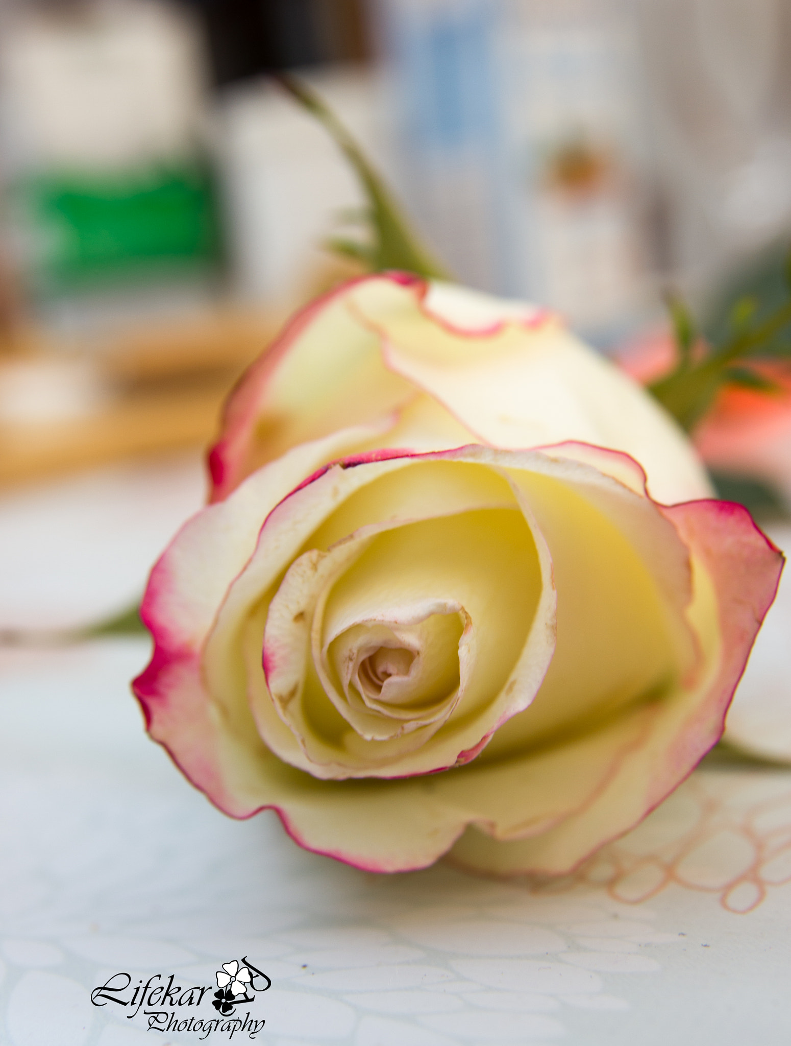 Sigma 17-70mm F2.8-4 DC Macro OS HSM sample photo. La rosa de la amistad.. photography