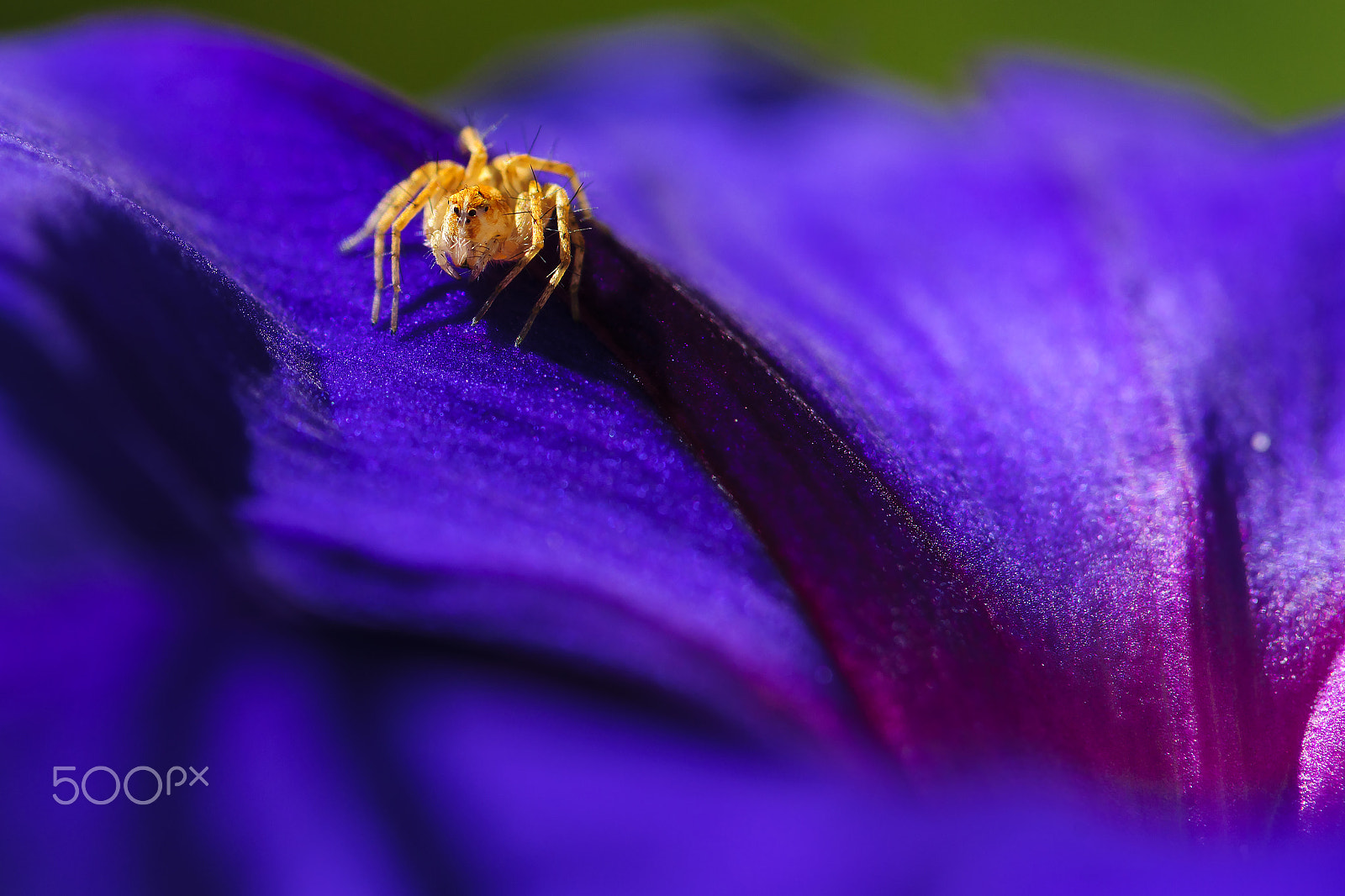 Sony Alpha DSLR-A900 + Minolta AF 100mm F2.8 Macro [New] sample photo. Deep purple photography