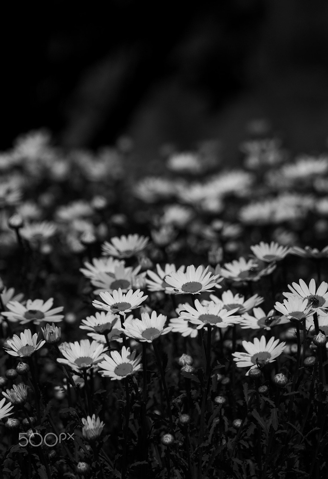 Sigma 150-600mm F5-6.3 DG OS HSM | C sample photo. Daisy b&w photography