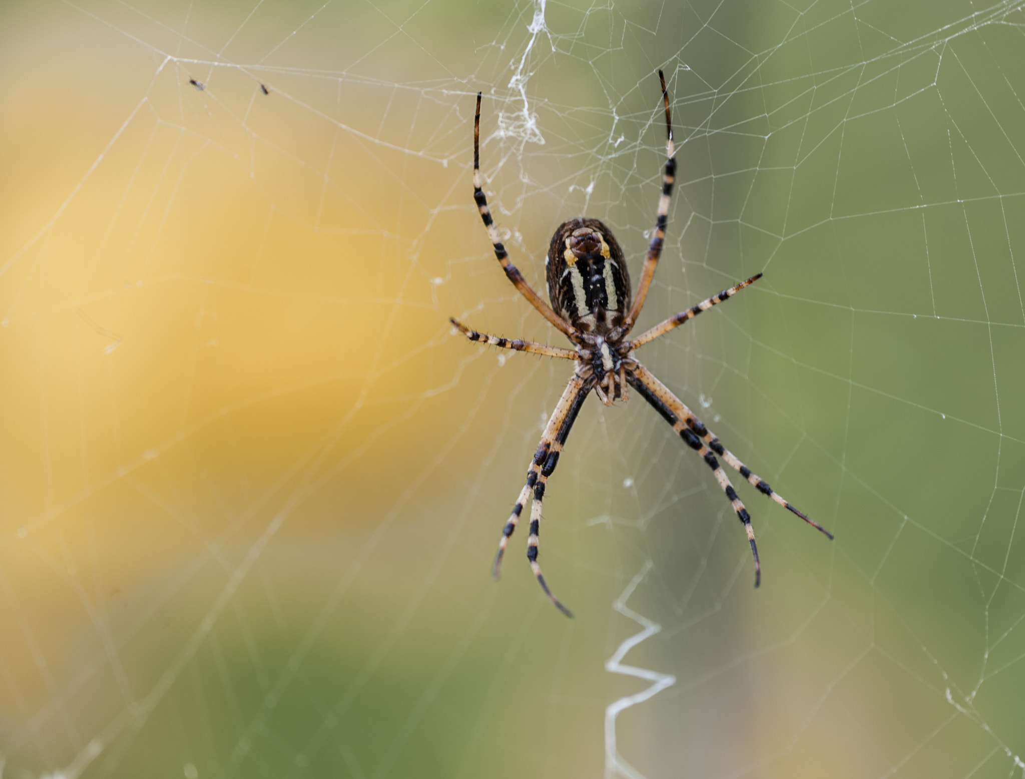Sigma APO Macro 180mm F3.5 EX DG HSM sample photo. Araña photography