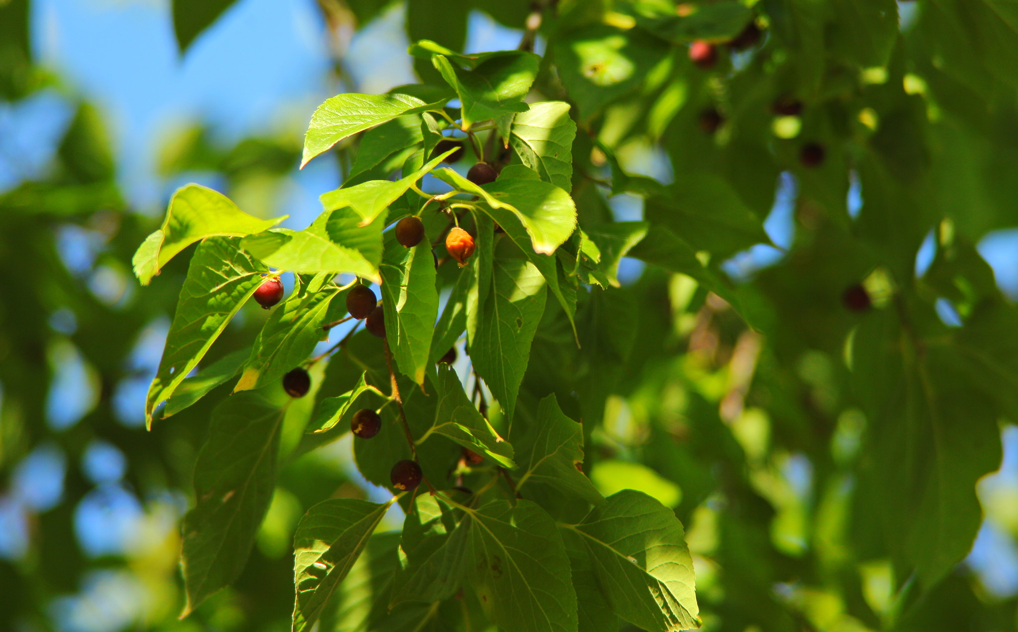 Canon EF 28-200mm F3.5-5.6 USM sample photo. Зелень photography