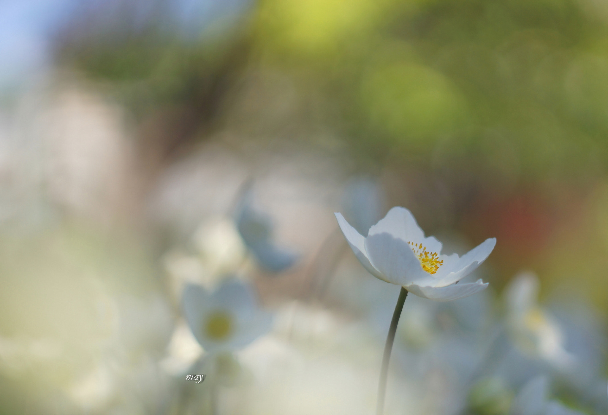 Sony SLT-A65 (SLT-A65V) + Minolta AF 50mm F1.7 sample photo. Aquarelle.. photography