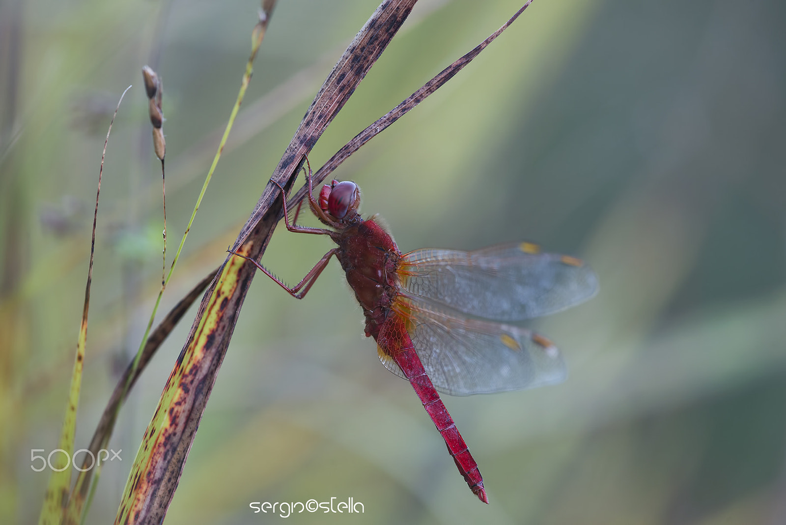 Nikon D610 + Sigma 150mm F2.8 EX DG Macro HSM sample photo. Al calar della sera___ photography