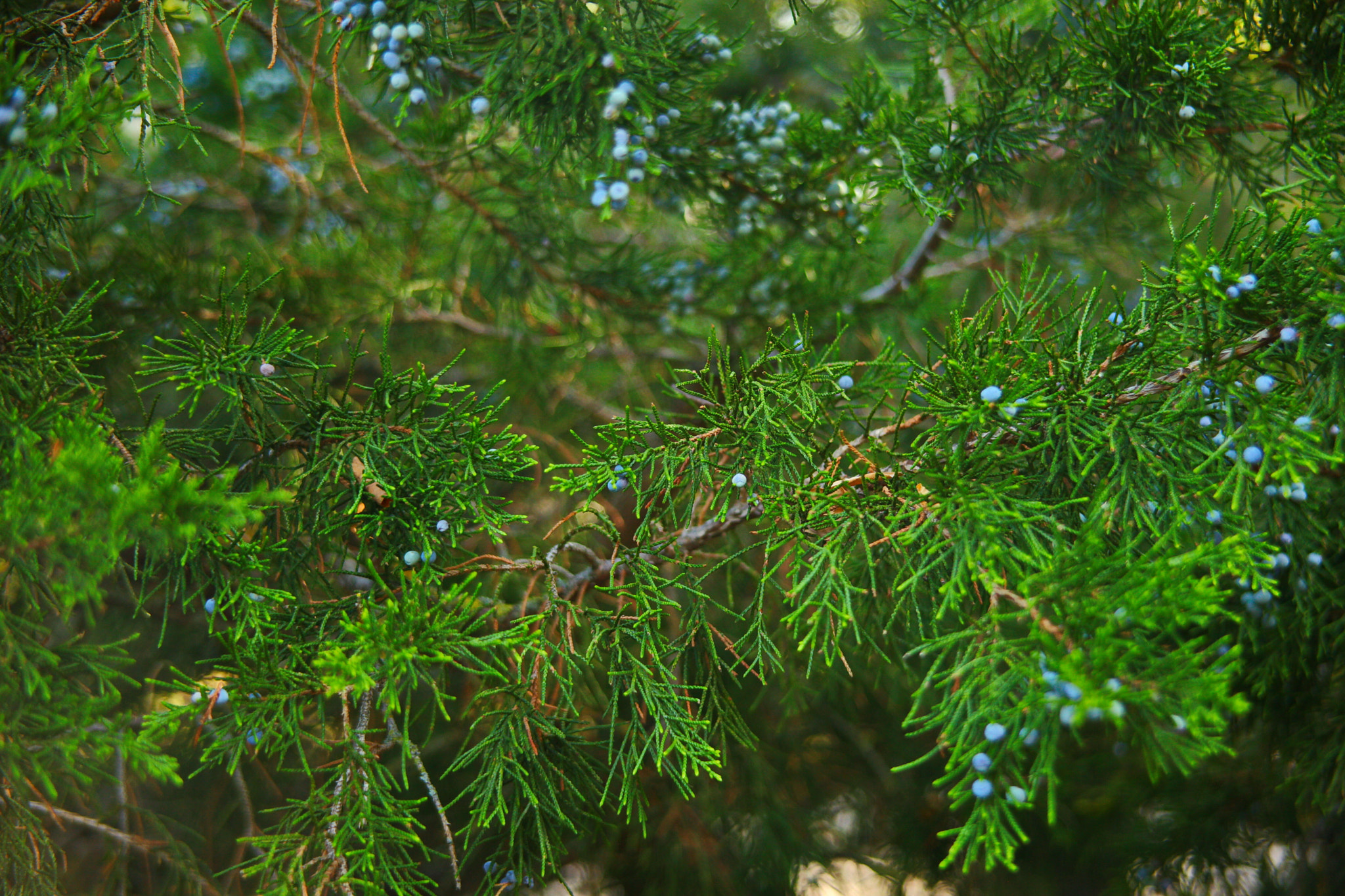Canon EF 28-200mm F3.5-5.6 USM sample photo. Природа photography