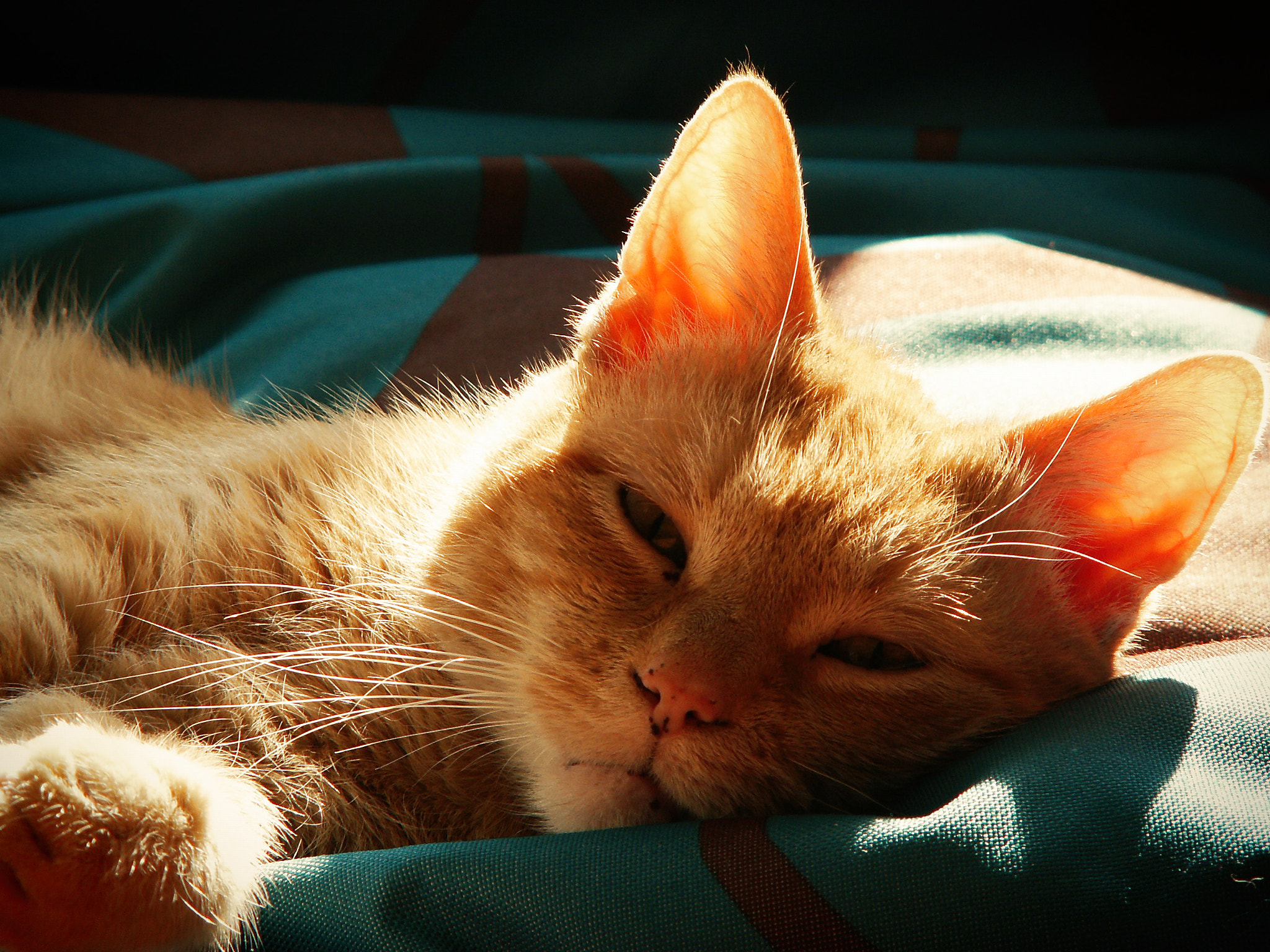 KONICA MINOLTA DiMAGE Z5 sample photo. Sunshine photography