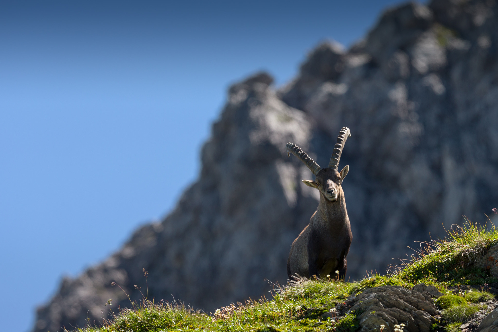Canon EF 400mm F2.8L IS II USM sample photo. King of the alps photography