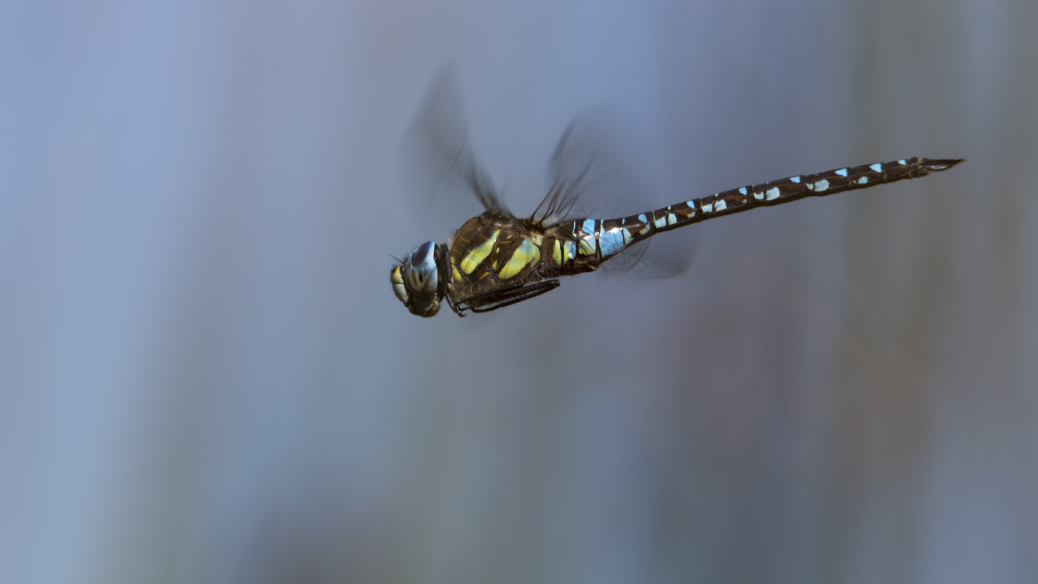 Canon EF 300mm F2.8L IS II USM sample photo. Flight of the migrant hawker # 9

 photography