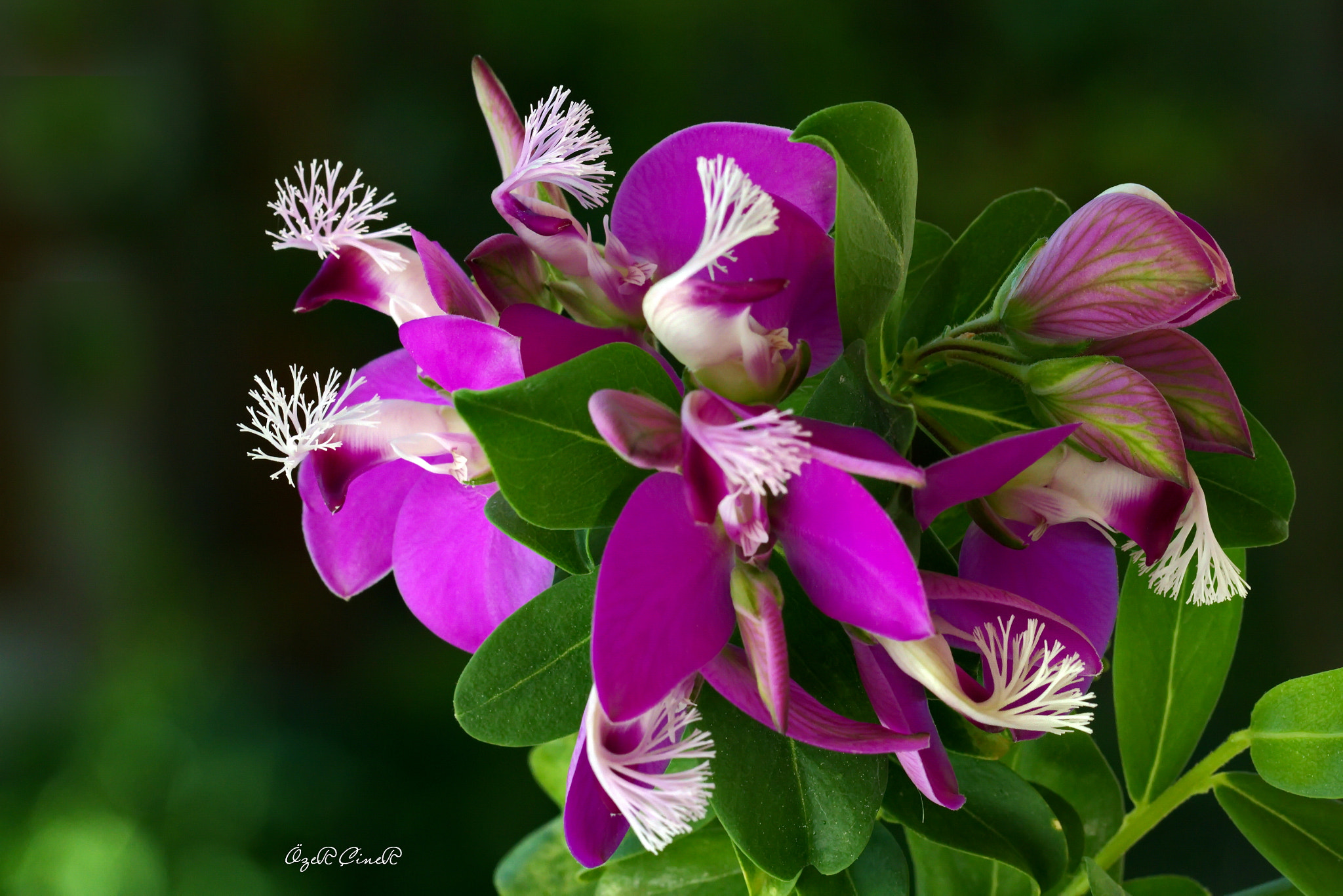 Canon EOS 7D + Canon EF 100mm F2.8L Macro IS USM sample photo. Difference photography