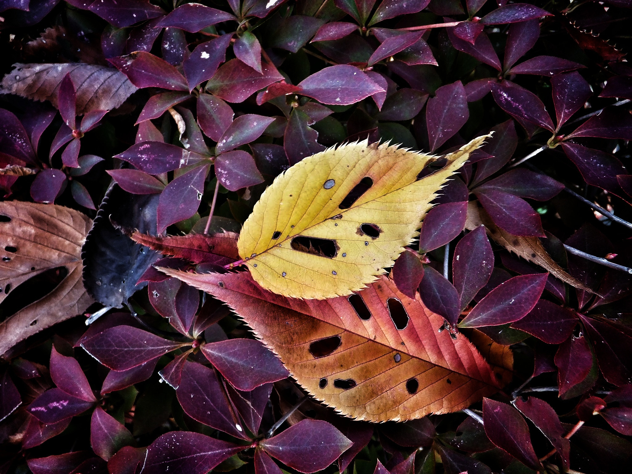 Fujifilm FinePix F600 EXR sample photo. Untitled photography