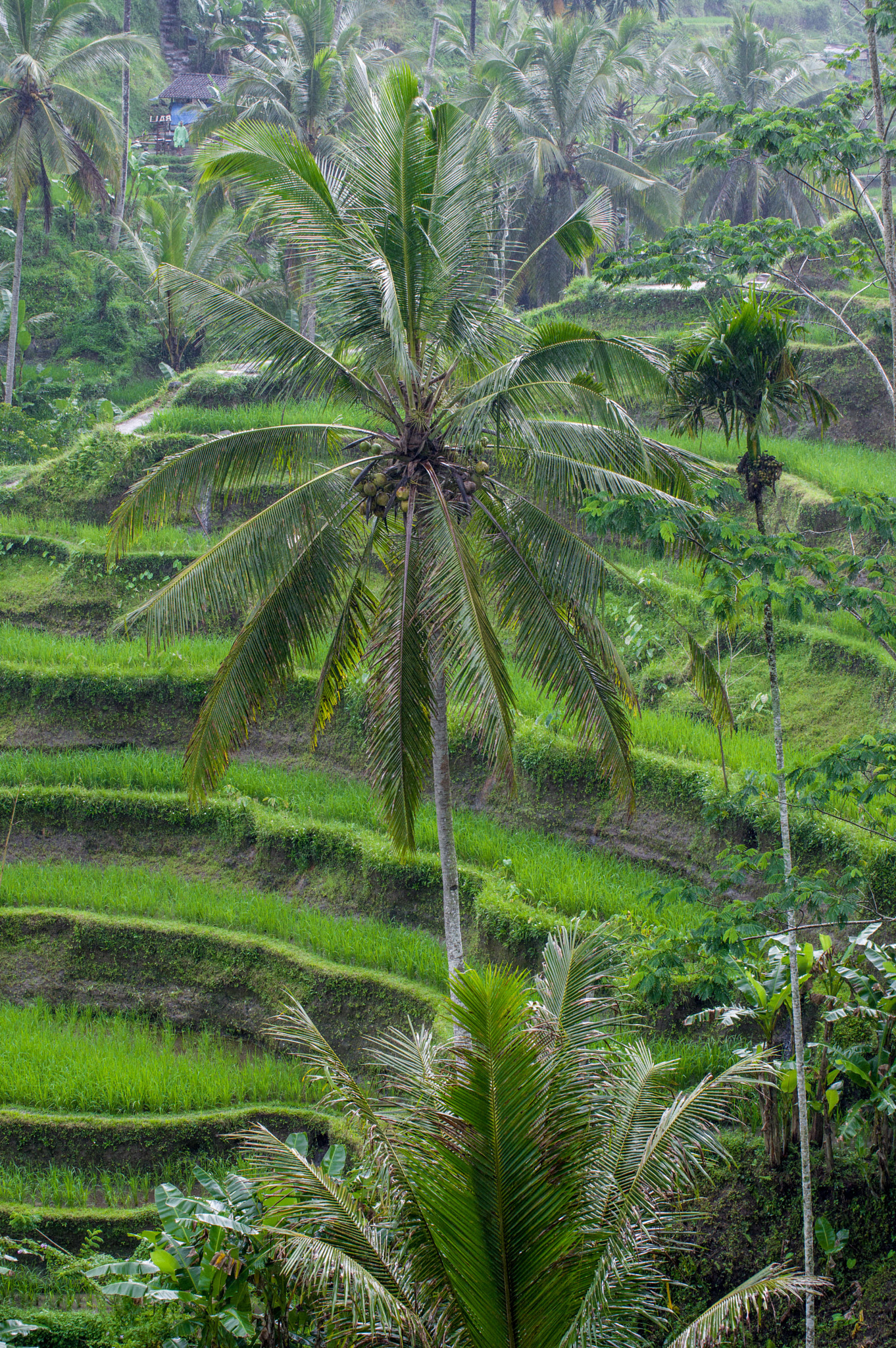 Pentax K-3 II sample photo. Bali1 photography