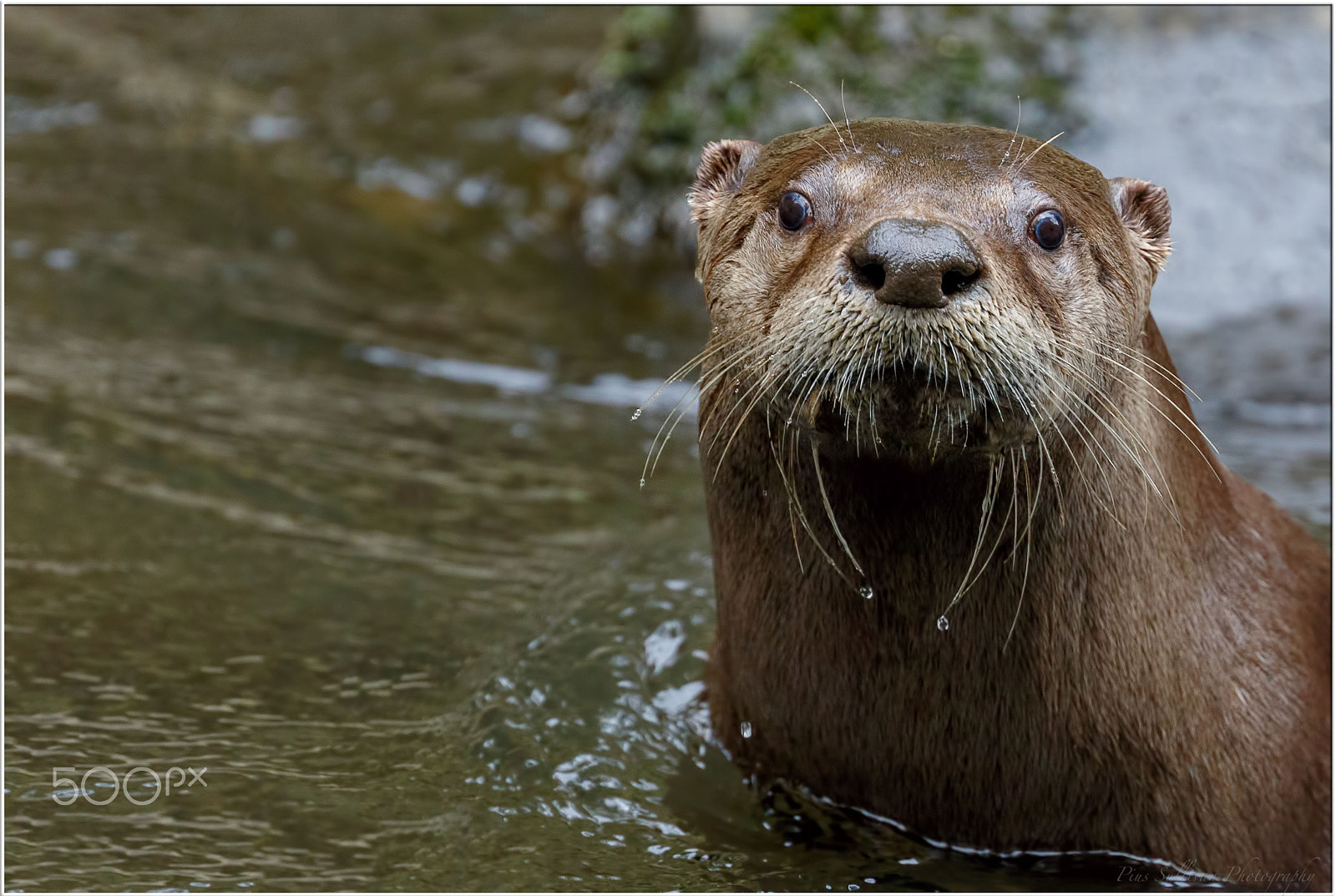 Canon EOS 7D Mark II + Canon EF 400mm F4 DO IS II USM sample photo. River otter up close. photography