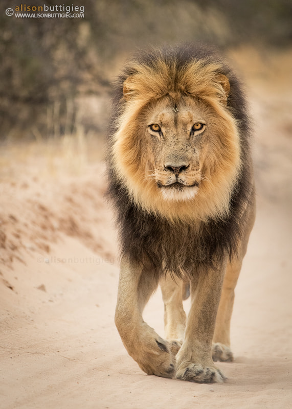Canon EF 200-400mm F4L IS USM Extender 1.4x sample photo. King of the kalahari photography