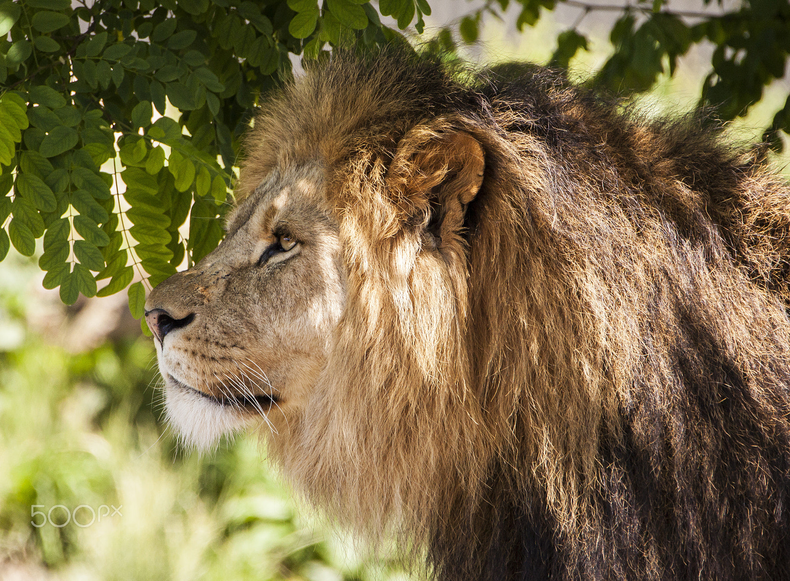 Tamron SP 150-600mm F5-6.3 Di VC USD sample photo. The lion photography