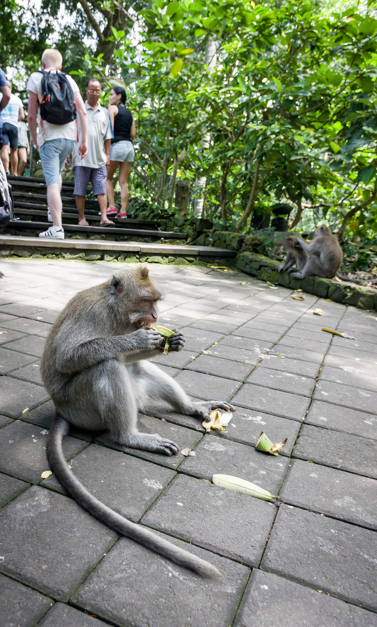 Pentax K-3 II + Pentax smc DA 15mm F4 ED AL Limited sample photo. Monkey2 photography