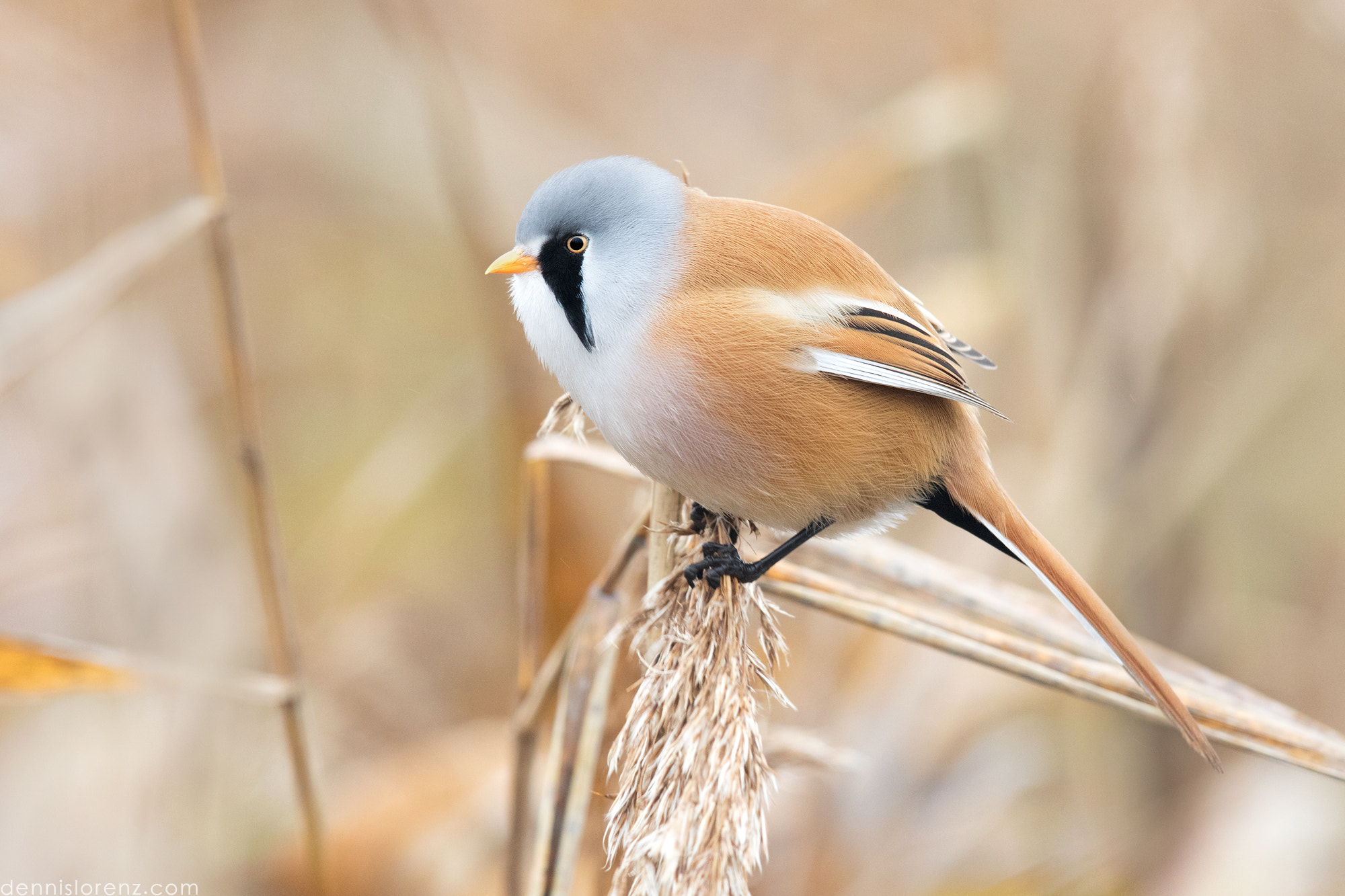Canon EF 600mm F4L IS II USM sample photo. Bearded reedling | bartmeise photography
