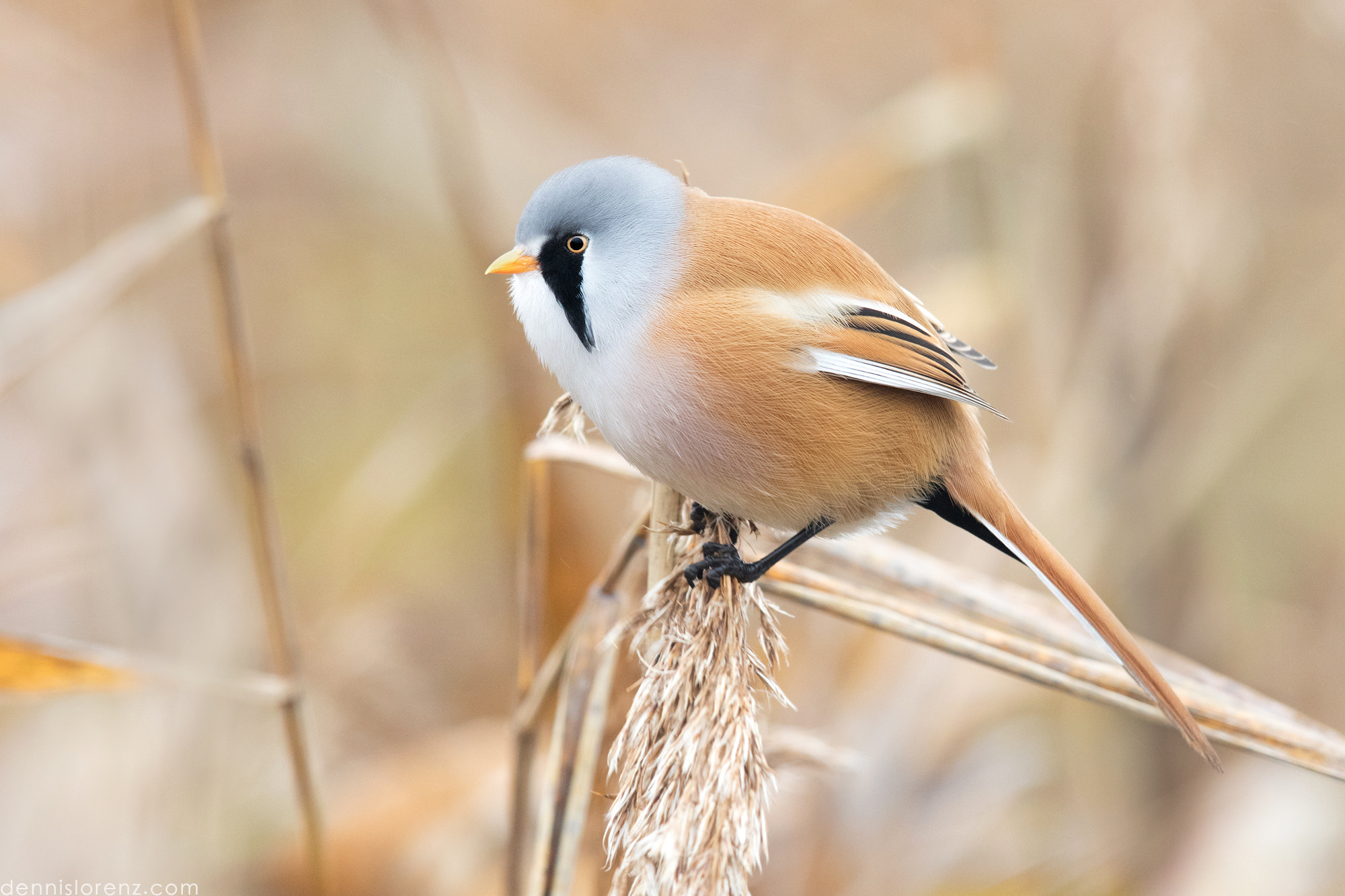 Canon EOS 7D Mark II + Canon EF 600mm F4L IS II USM sample photo. Bearded reedling | bartmeise photography