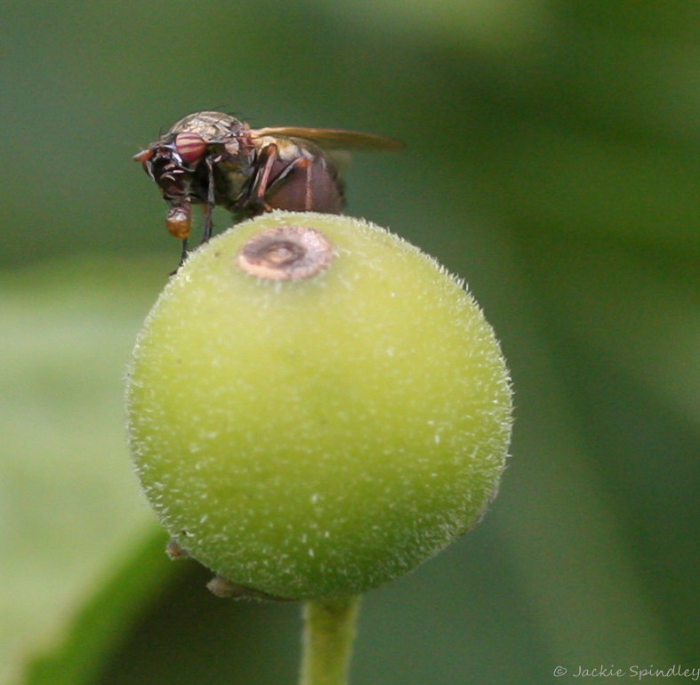 Canon EOS 40D + Tamron SP AF 90mm F2.8 Di Macro sample photo. Feeding photography