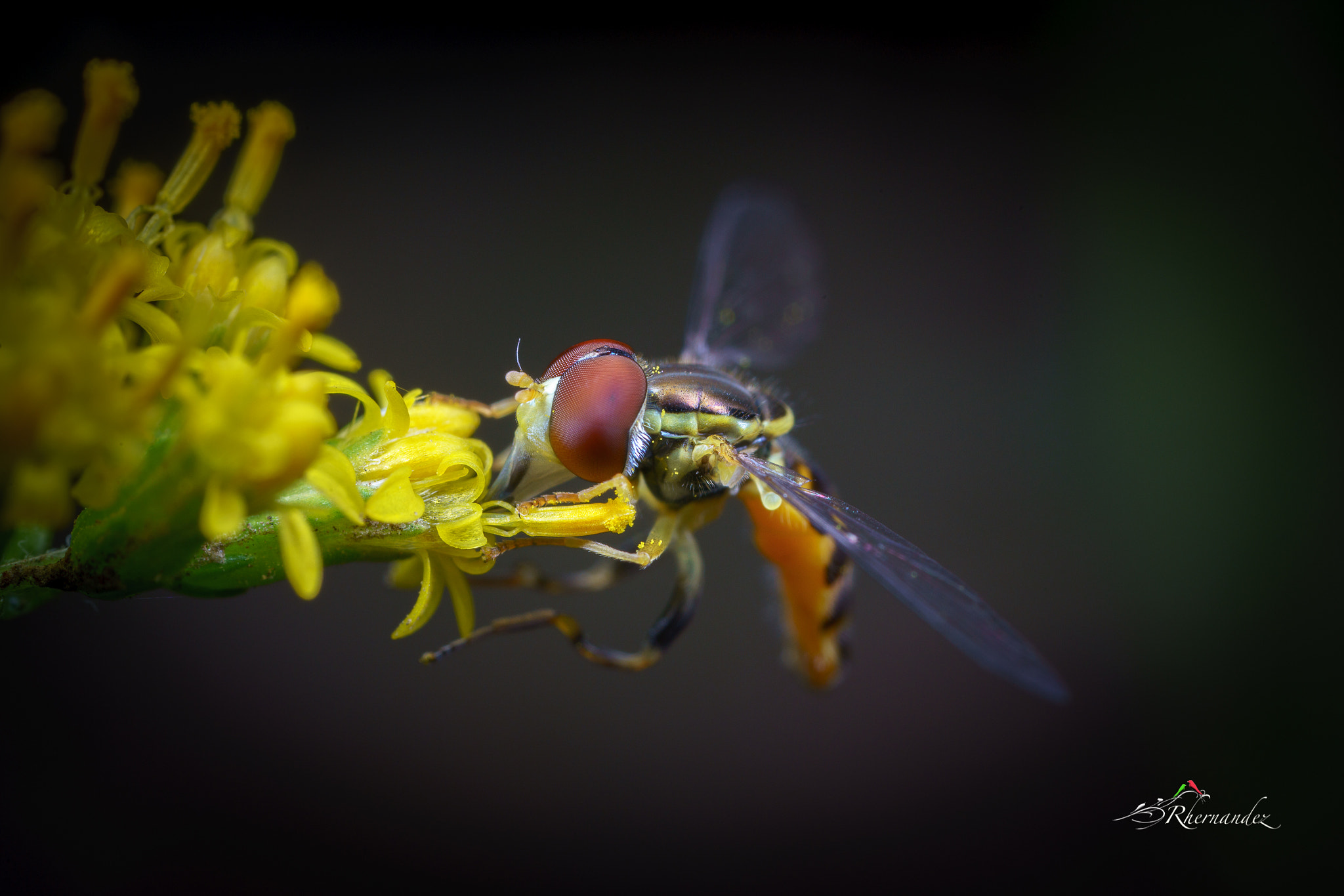Canon MP-E 65mm F2.5 1-5x Macro Photo sample photo. A hover fly photography