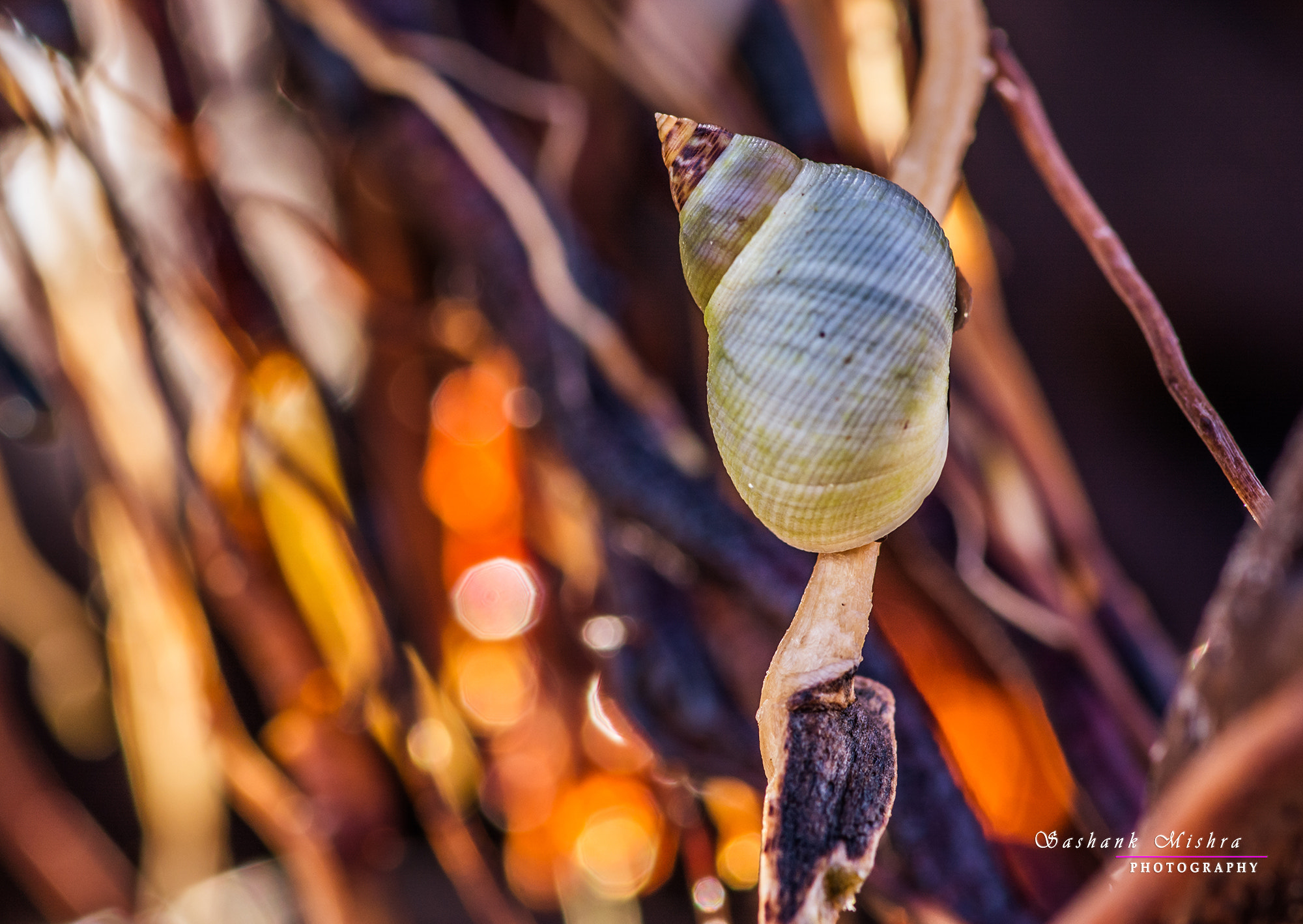 Tokina AT-X Pro 100mm F2.8 Macro sample photo. Art of nature photography