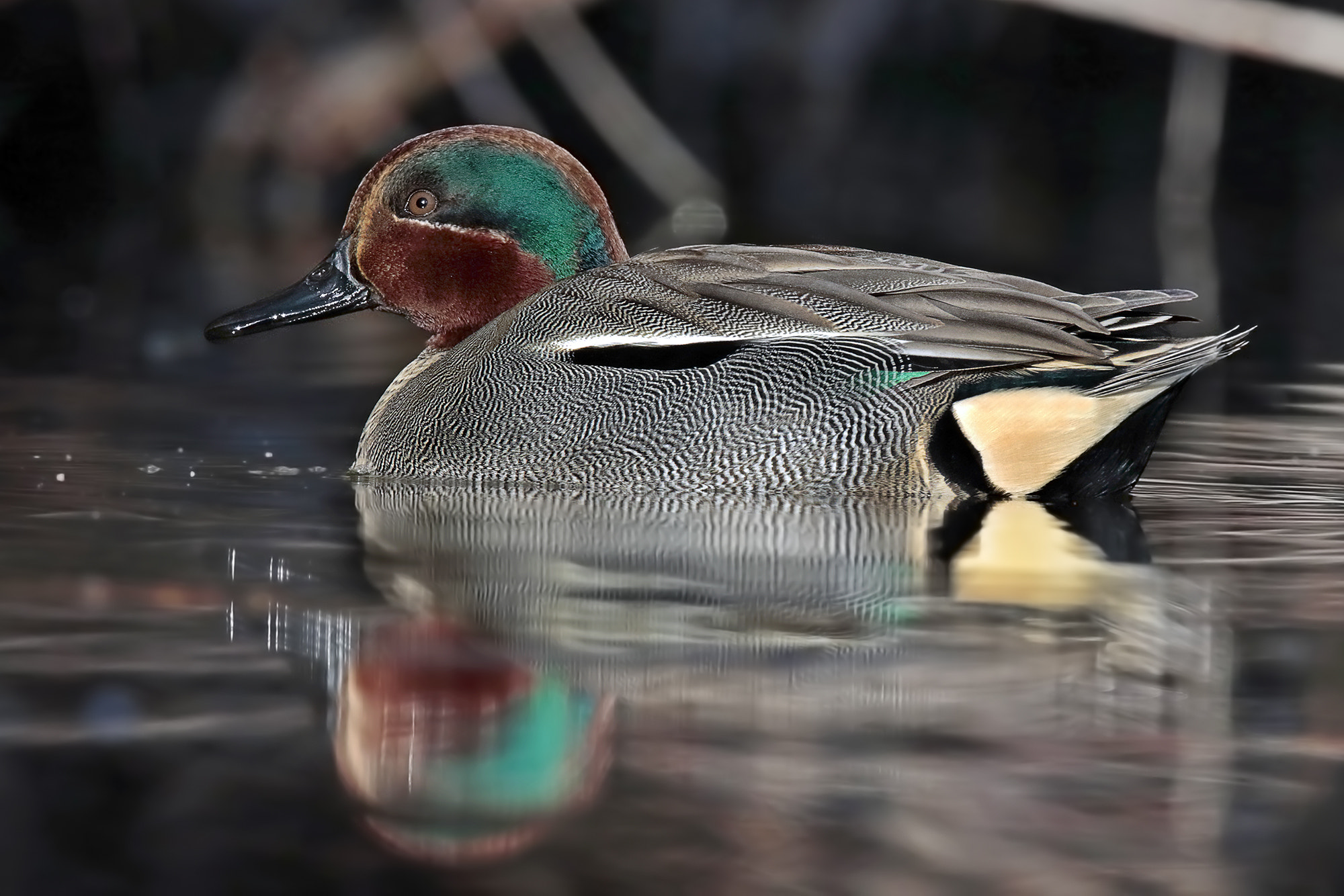 Canon EF 300mm F2.8L IS II USM sample photo. Teal photography