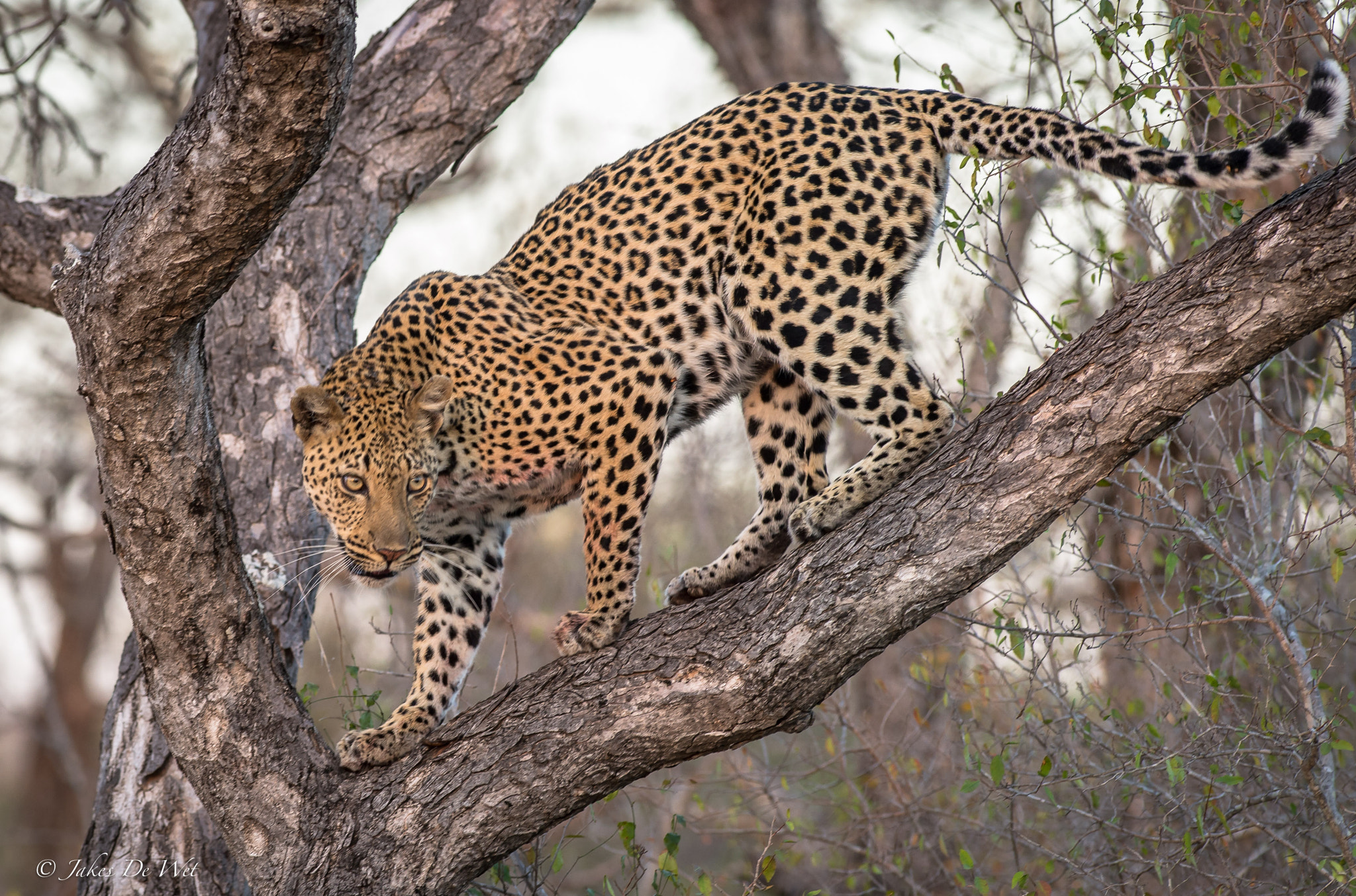 Nikon AF-S Nikkor 300mm F2.8G ED VR II sample photo. Leopard look photography
