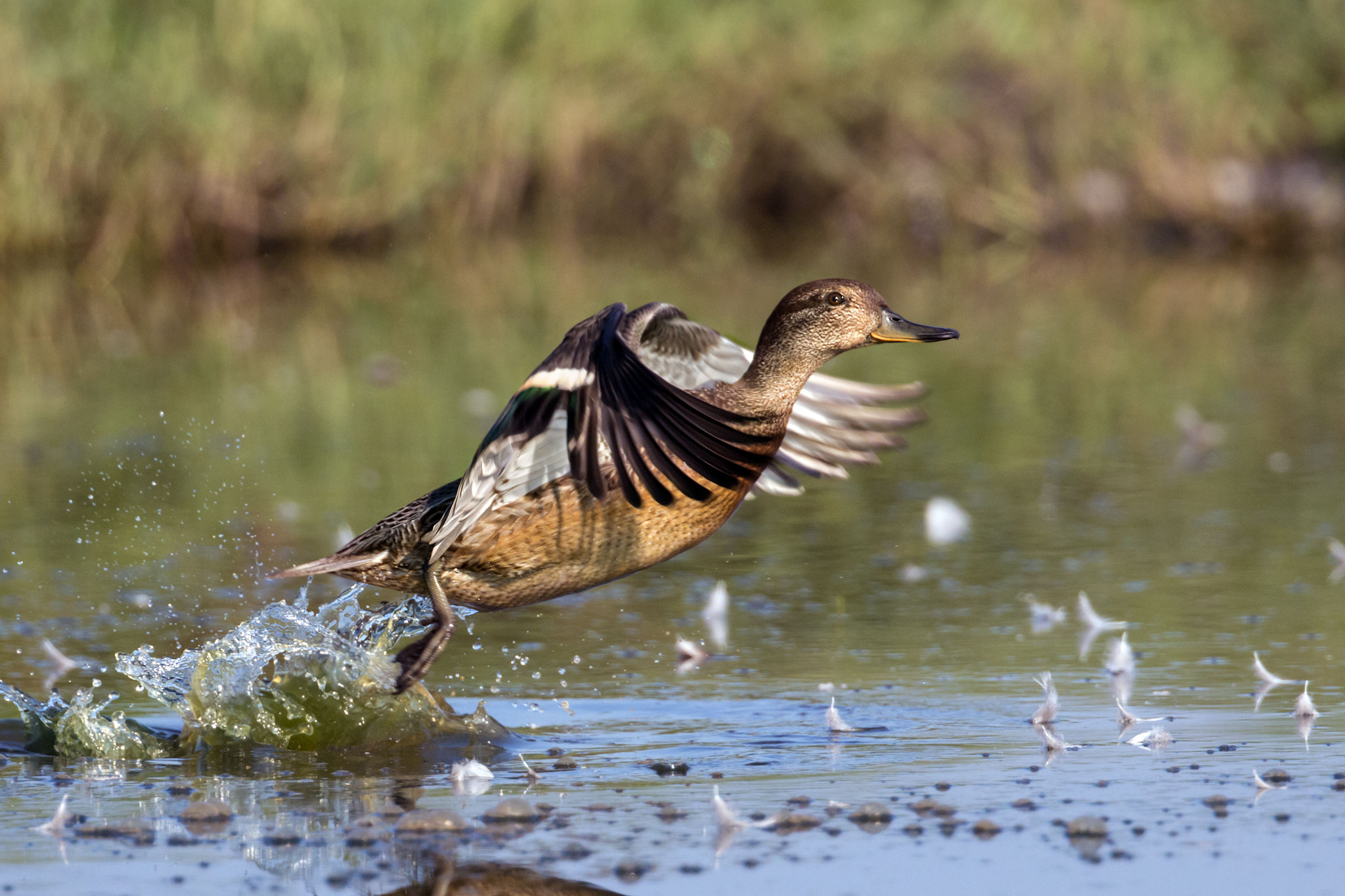 Canon EOS 70D + Canon EF 300mm F2.8L IS II USM sample photo. Teal photography