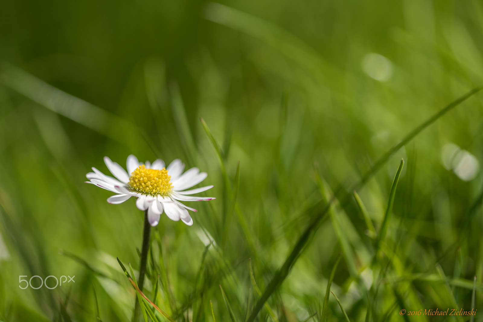 Nikon D810 sample photo. Gänseblümchen photography