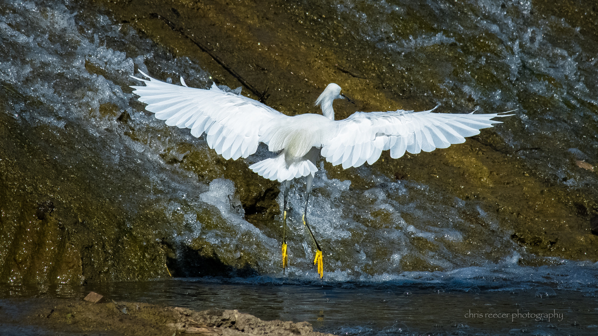 Nikon D500 sample photo. Snowy egret photography