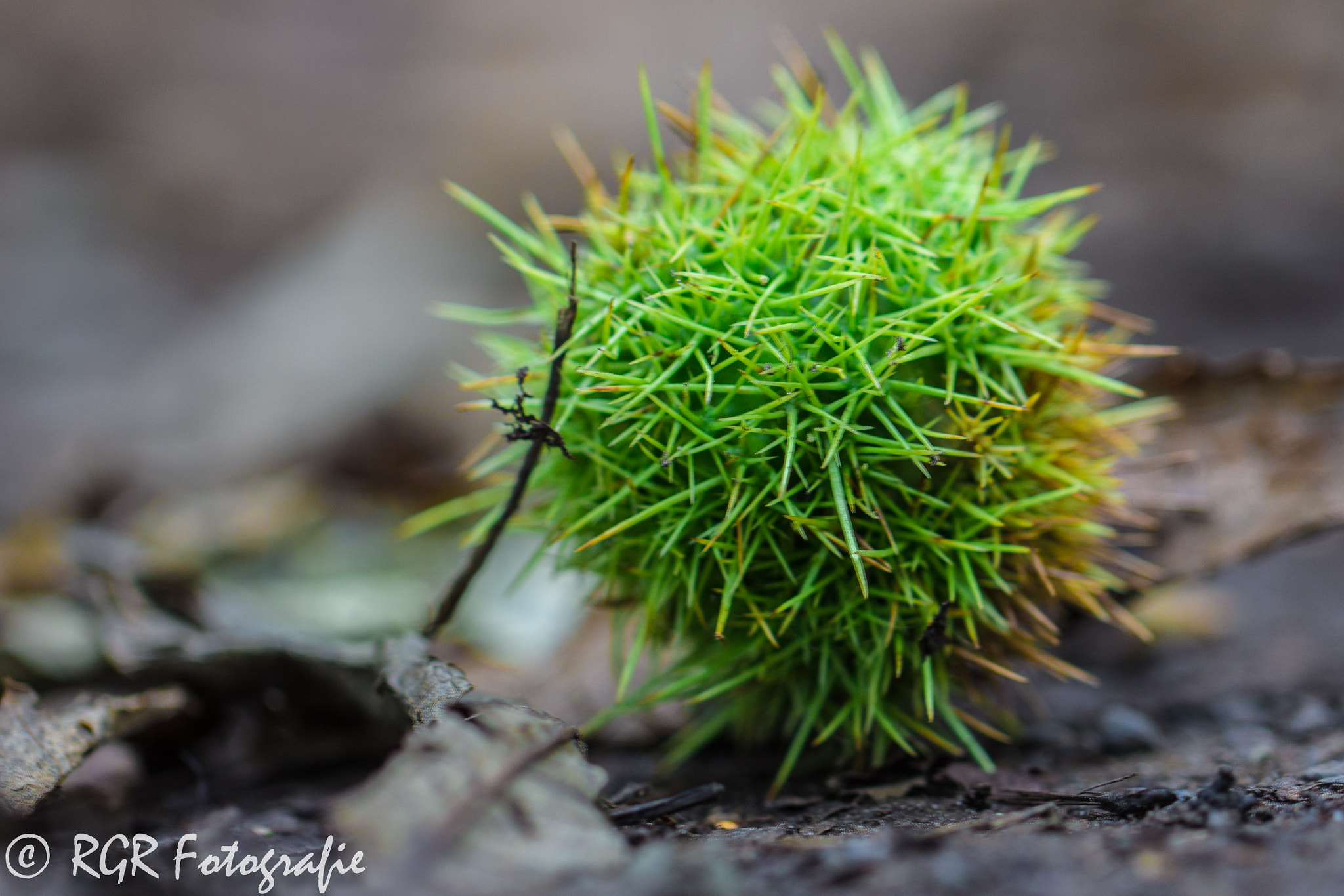 Canon EOS 60D + Canon EF 100mm F2.8L Macro IS USM sample photo