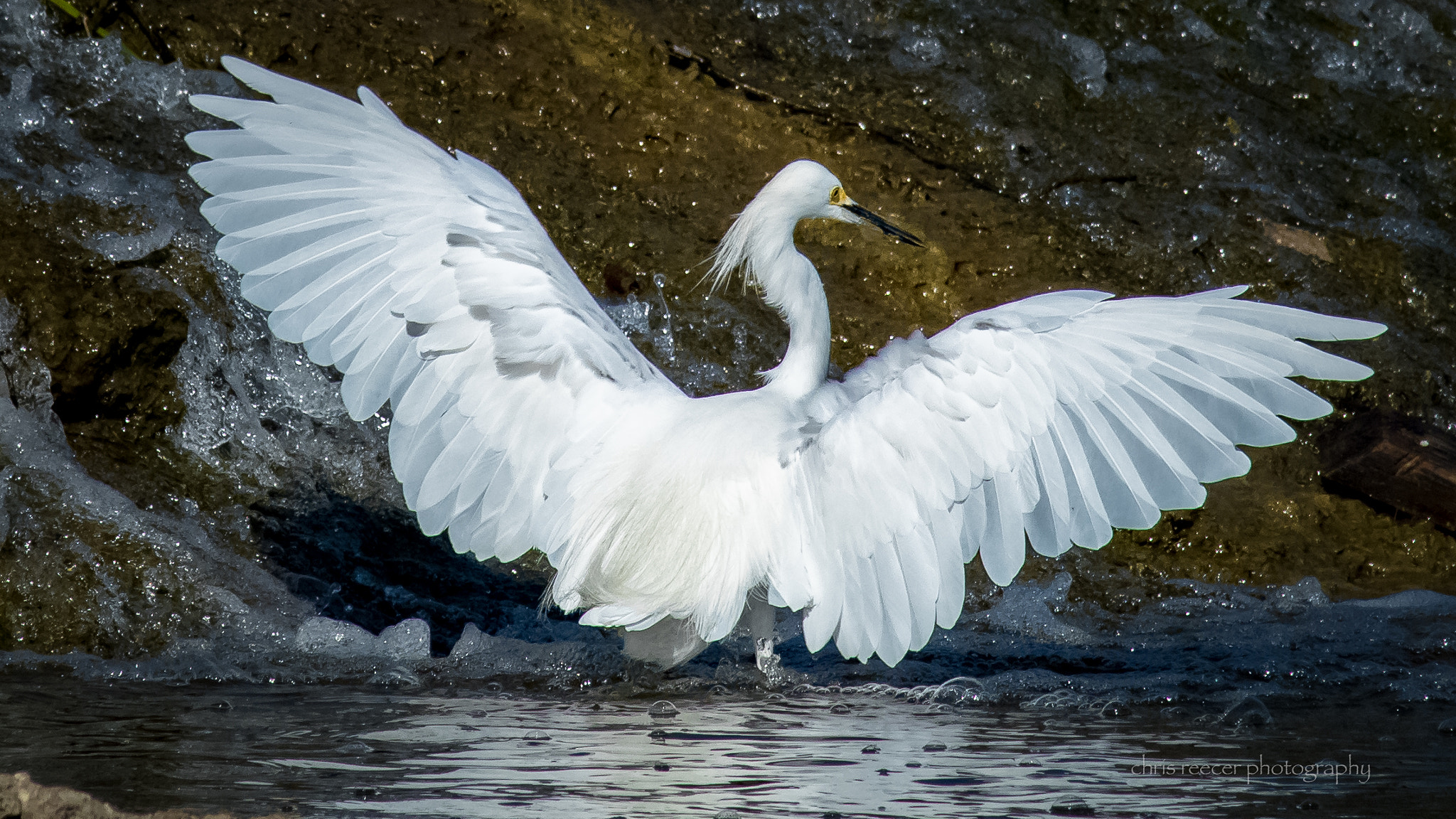 Nikon D500 sample photo. Wings photography