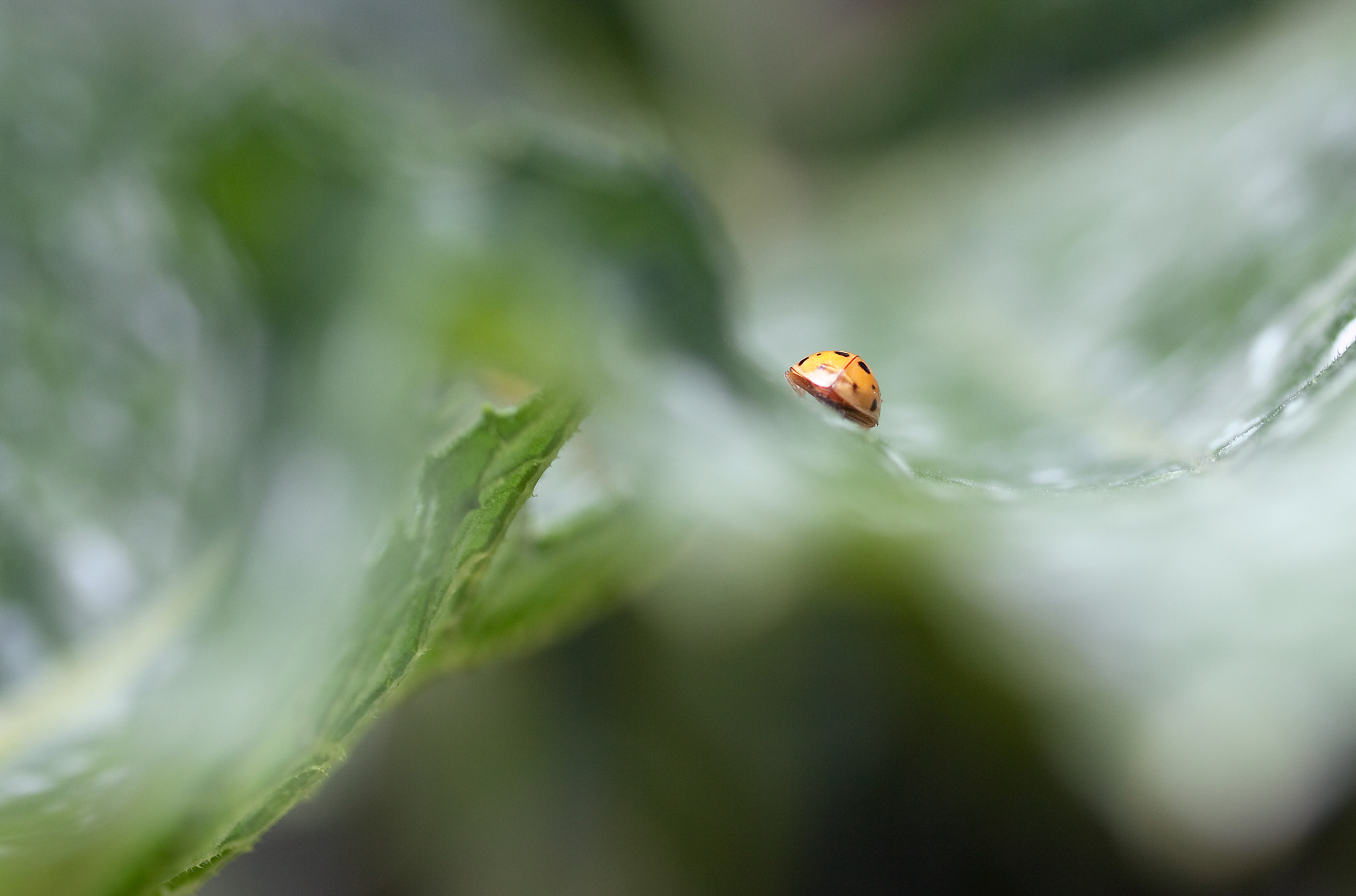 Canon EF-S 60mm F2.8 Macro USM sample photo. Ladybird photography