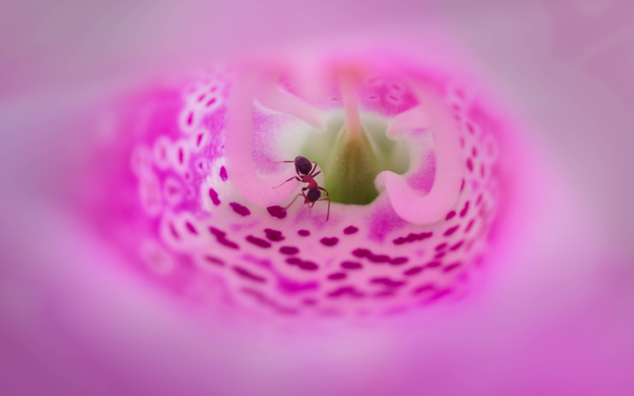 Fujifilm X-Pro2 + Fujifilm XF 60mm F2.4 R Macro sample photo. Ma chambre photography