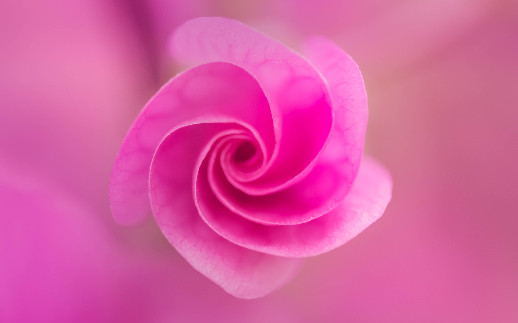 Fujifilm X-Pro2 + Fujifilm XF 60mm F2.4 R Macro sample photo. Spirale en rose photography